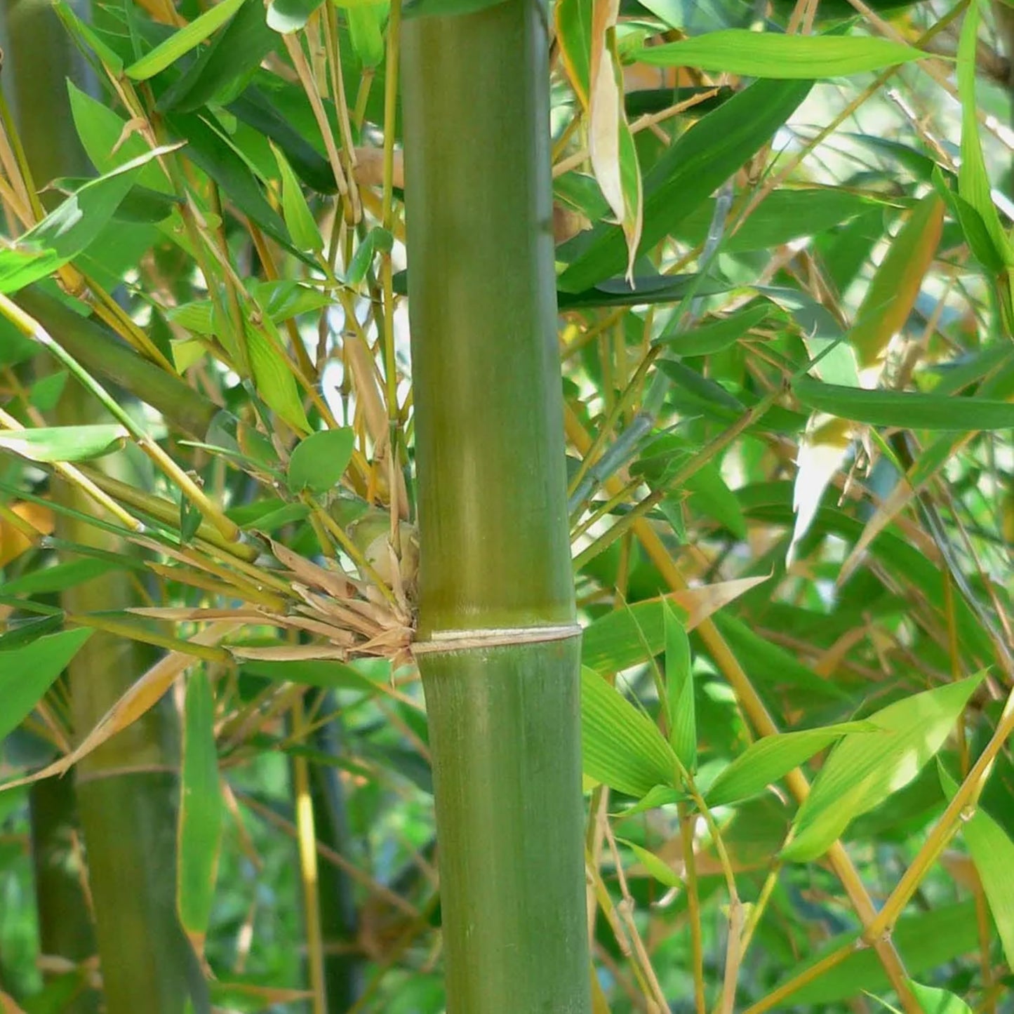 KVITER 50 Bamboo Seeds (Bambusa Oldhamii) – Clumping, Fast Growing, Edible Shoots, Non GMO Bamboo Privacy Screen Organic Seeds for Planting – Perfect Shade Provider & Ornamental Plant