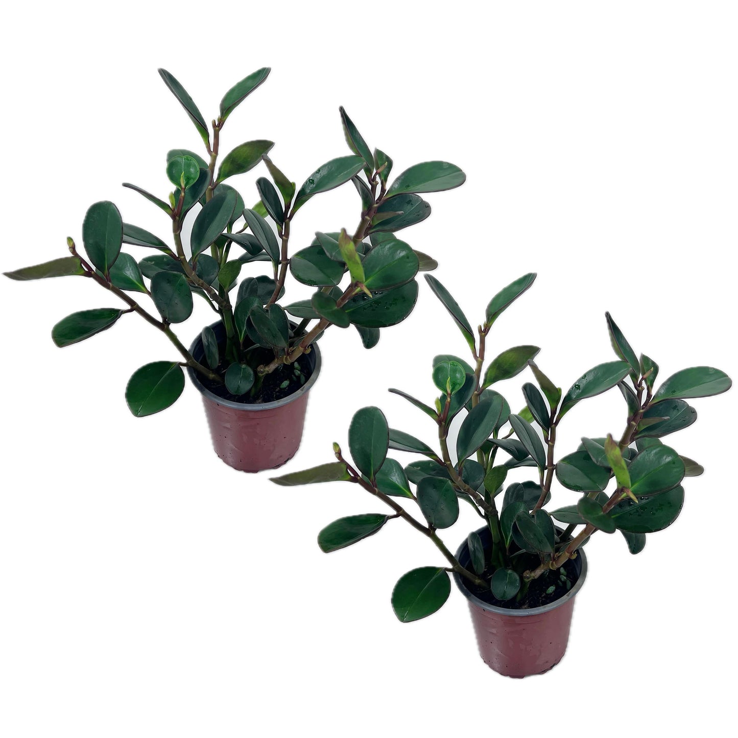 LEAL PLANTS ECUADOR Peperomia Thailand (Pack of 2) Live Indoor Plant, Easy-Care Tropical Houseplant, Natural Air Purifier, Perfect for Home Decor, Unique Gift for Plant Lovers