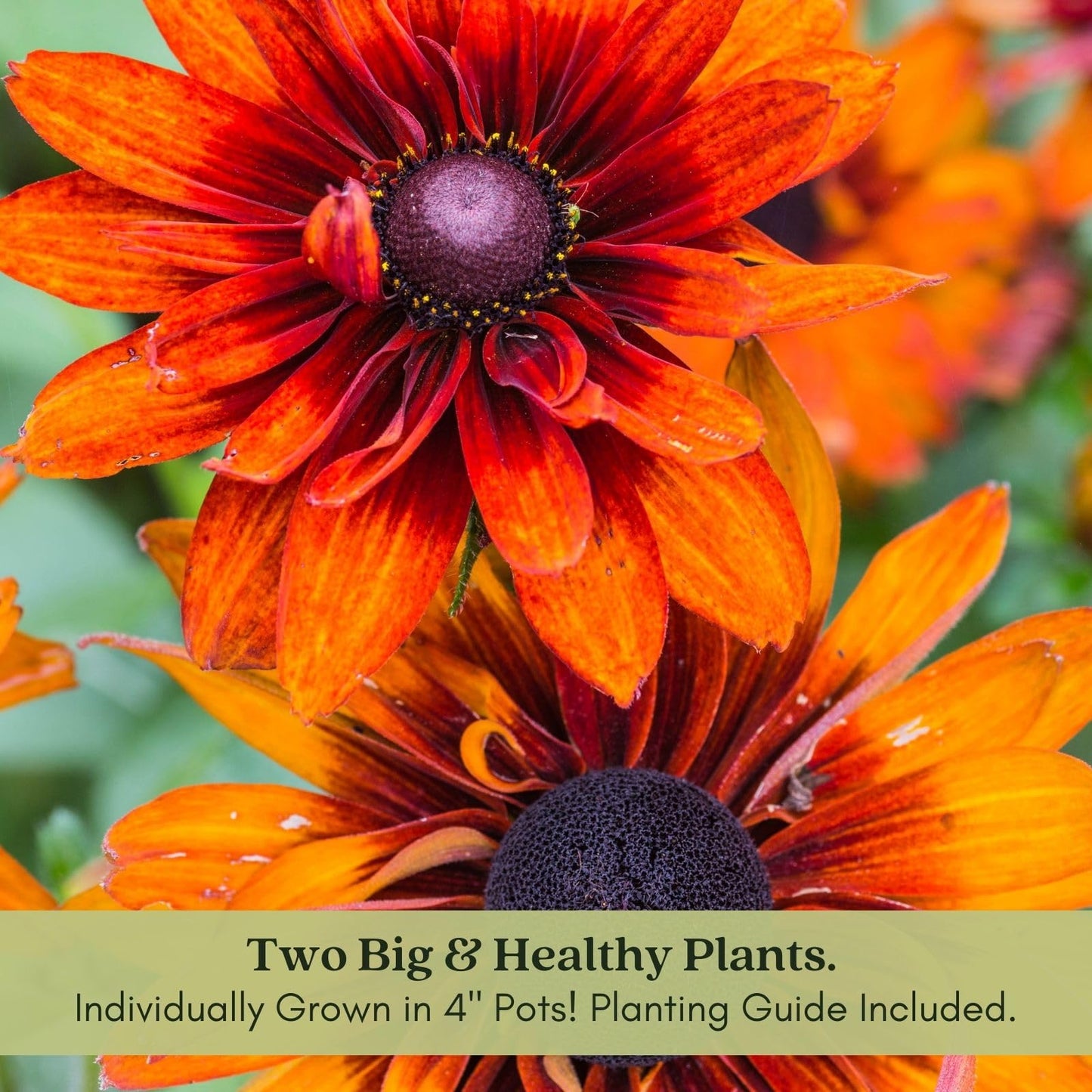 Clovers Garden Black Eyed Susan (Rudeckia) Autumn Colors Plants – Two (2) Live Plants – Non-GMO - Not Seeds - Each 4" to 8" Tall – in 4" Inch Pots – Perennial, Pollinator Friendly, Drought Tolerant