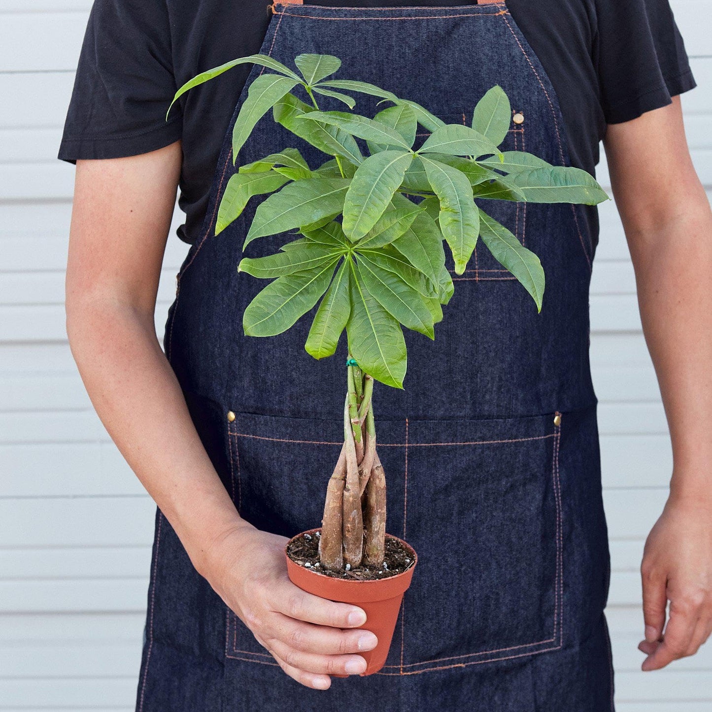 Money Tree 'Guiana Chestnut' Pachira Braid | Live Plant for Indoor & Outdoor | for Living Room, Office, Bathroom | (4" Pot)