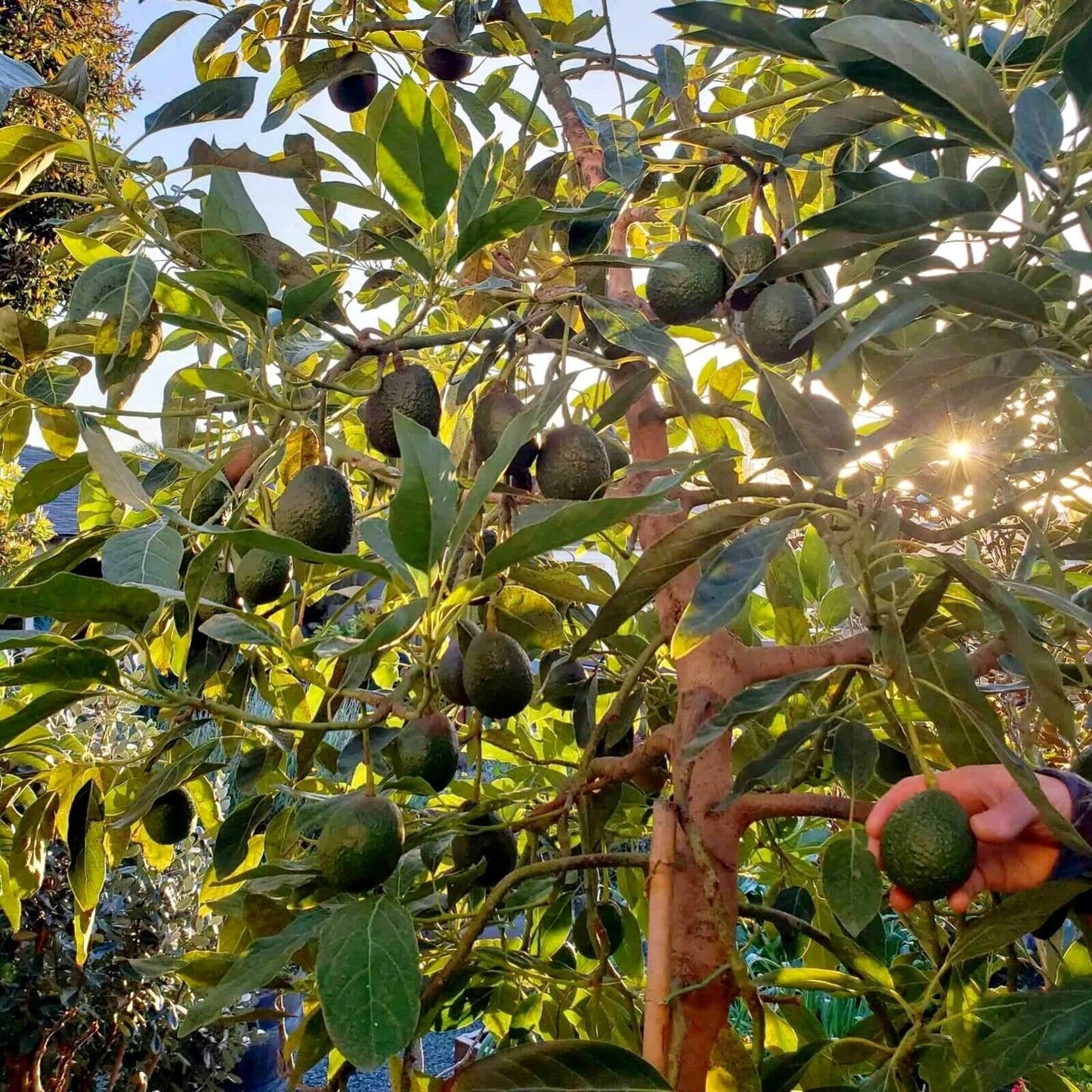Live Plant - Avocado HASS (Persea Americana) Tropical Live Big Fruit Tree 12”-24”