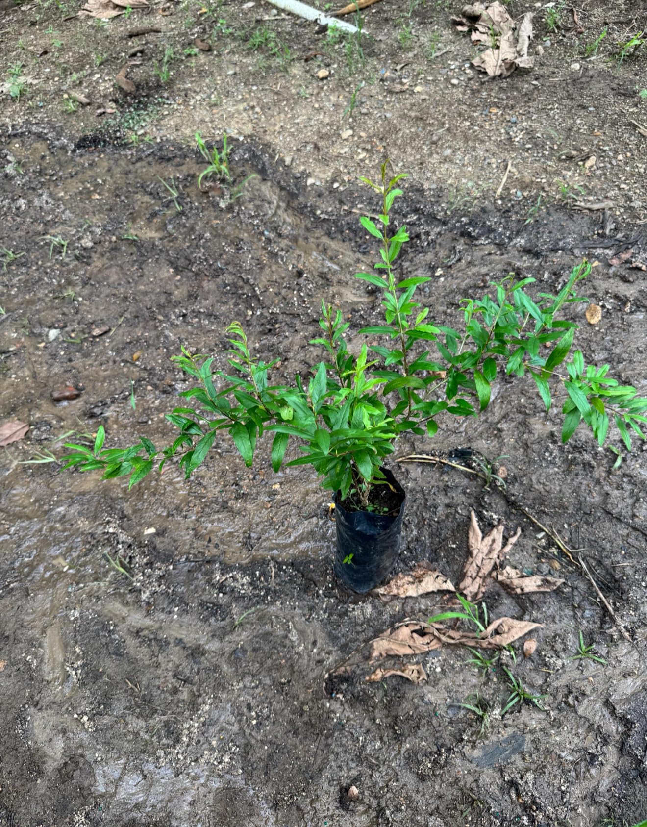 Big Pomegranate (Punica granatum) (Granada) Tropical Live Fruit Tree (2-3ft) Plant