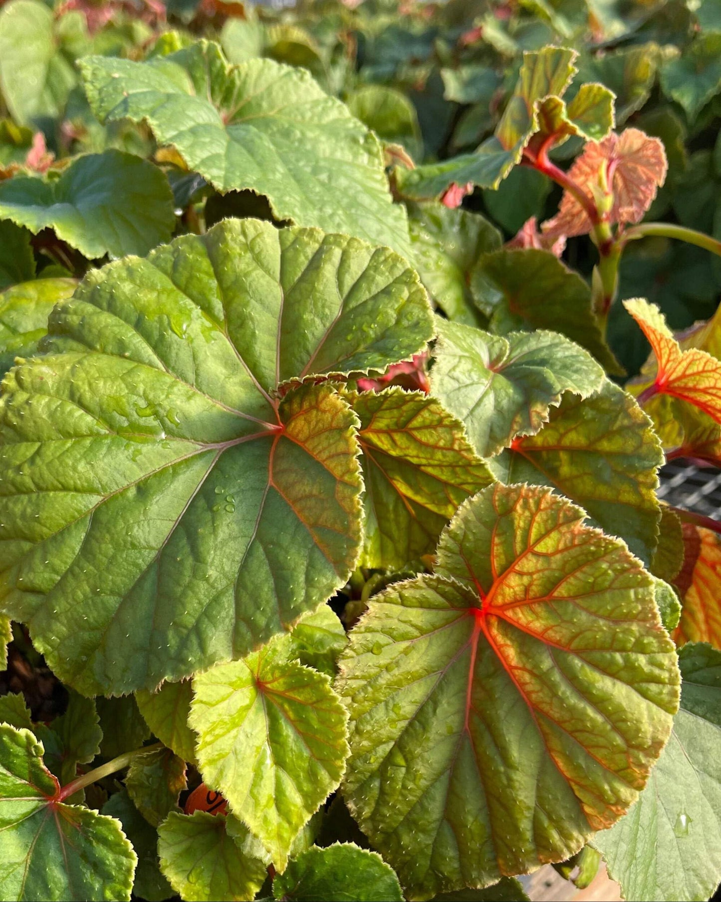 Perennial Farm Marketplace Begonia grandis (Hardy) Perennial, 1 Quart, Pink Flowers