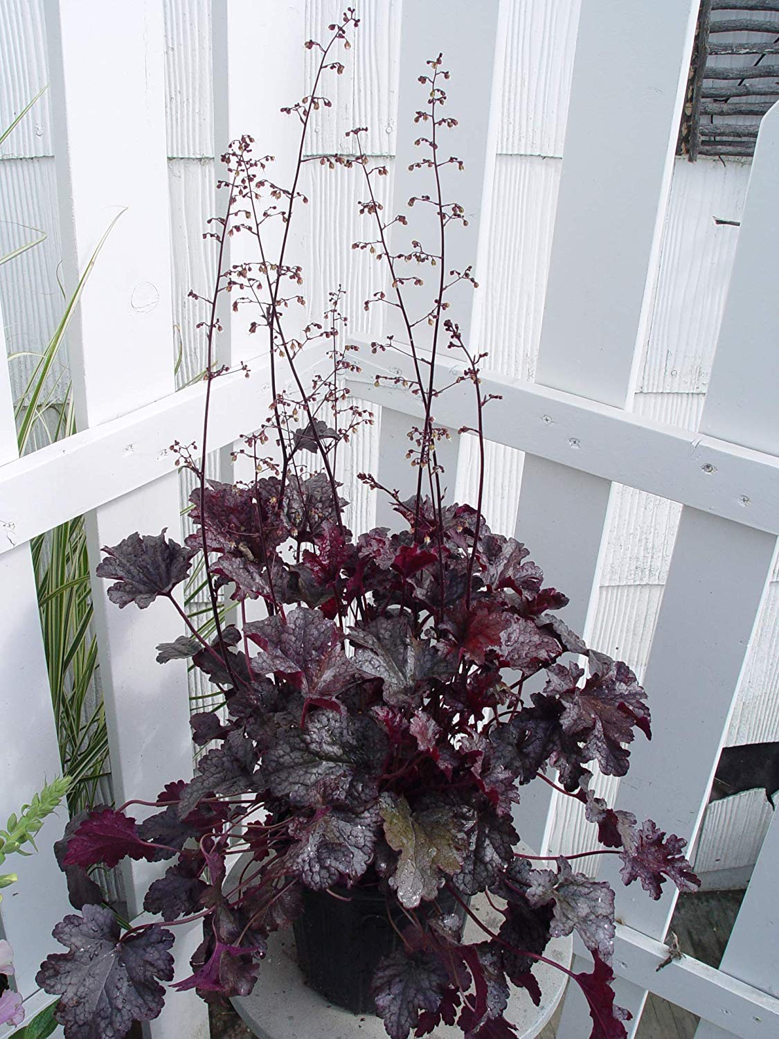 Heuchera 'Plum Pudding' (Coral Bells) Perennial, purple & silver foliage, 1 - Size Container