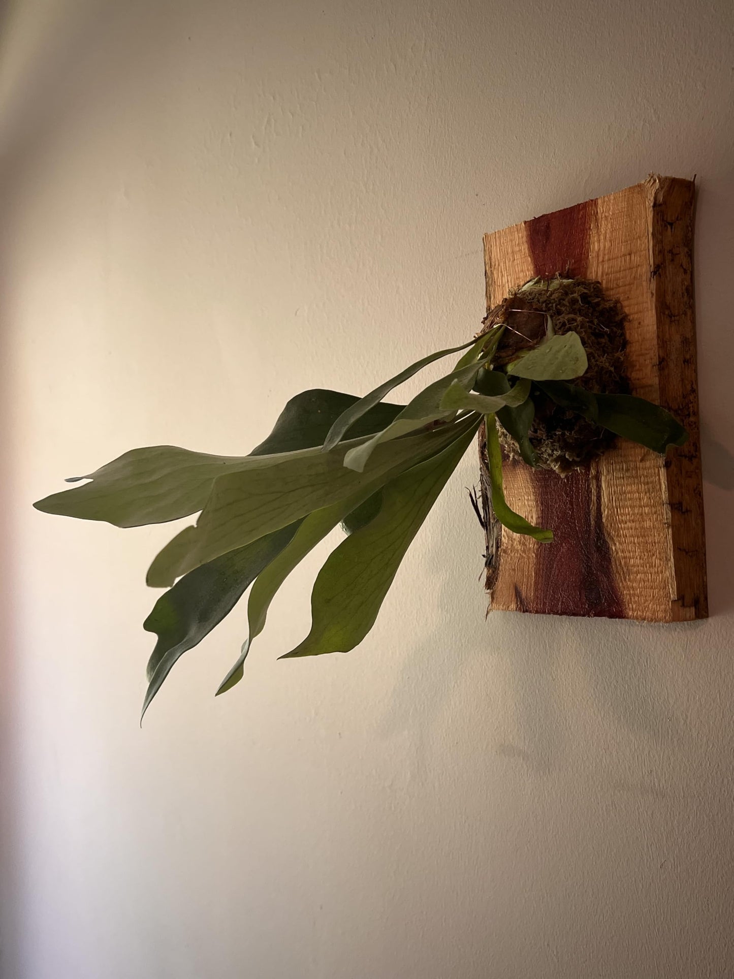 Live Staghorn Fern Wall Mount on Natural Aromatic Cedar Wood Plaque with Live Moss (Staghorn Fern, Meduim)