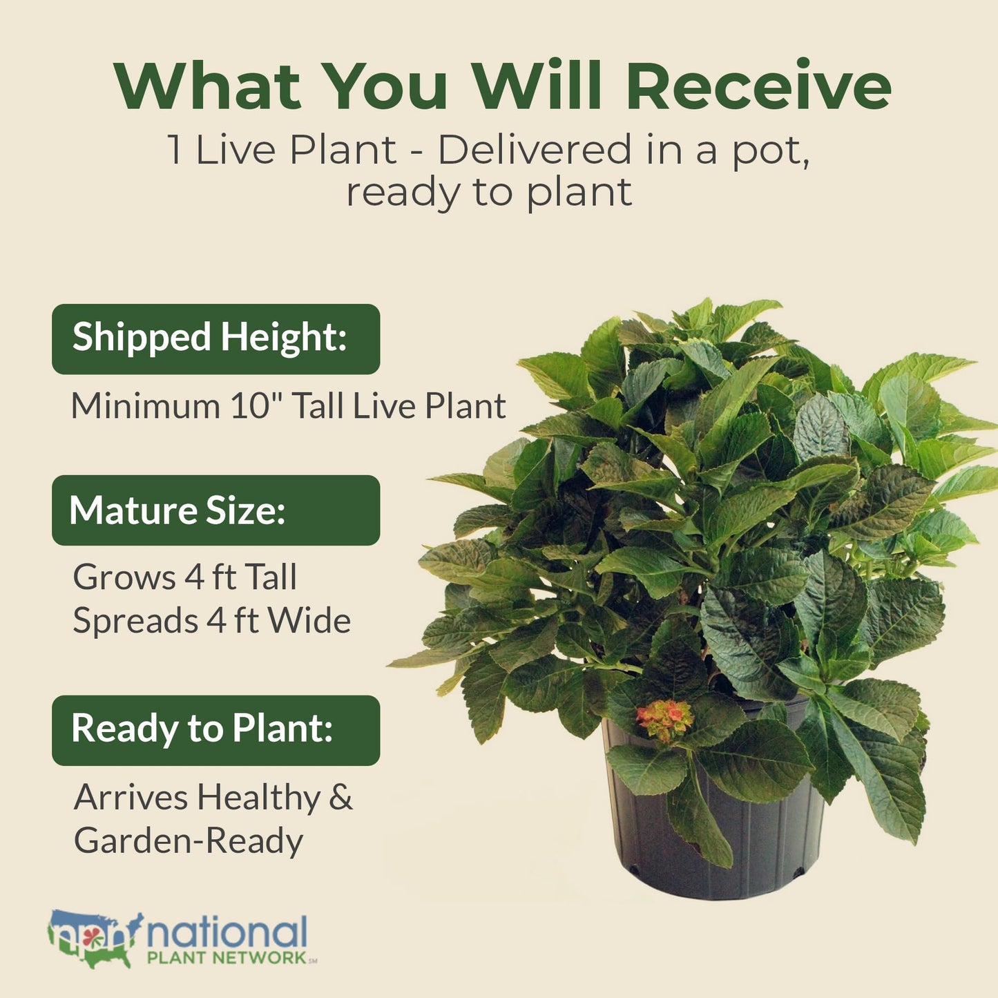 Hydrangea Lime Lovebird Shrub - Spring & Summer Blooming Live Pink and Green Flowers for Gardens in 2 Gal Pot - 3-4' x 3-4' Flowering Shrubs w/Moderate Watering Needs (1 Count)