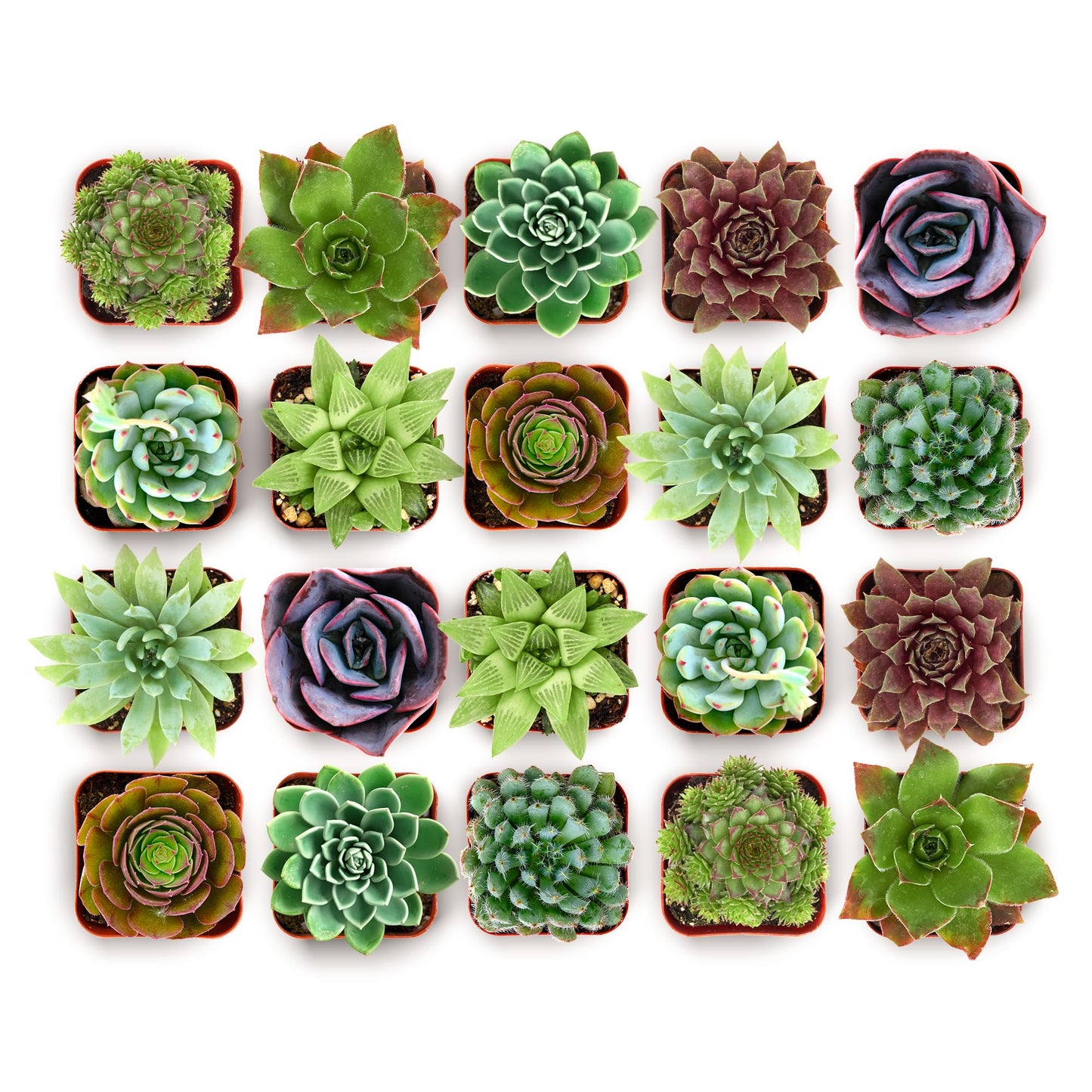 Shop Succulents Echeveria & Rosette Live Succulent Variety Pack – Fully Rooted 2" Potted Plants for Gifts, Favors, DIY Projects, Terrariums, Home Décor, and Garden Arrangements, 32 Pack