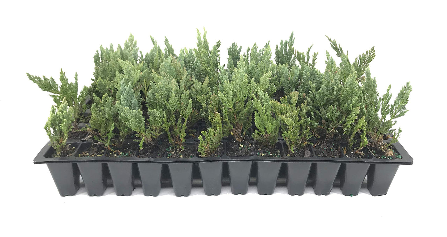 Juniper Blue Chip - 3 Live Plants - Juniperus Horizontalis - Drought Tolerant Cold Hardy Evergreen Ground Cover