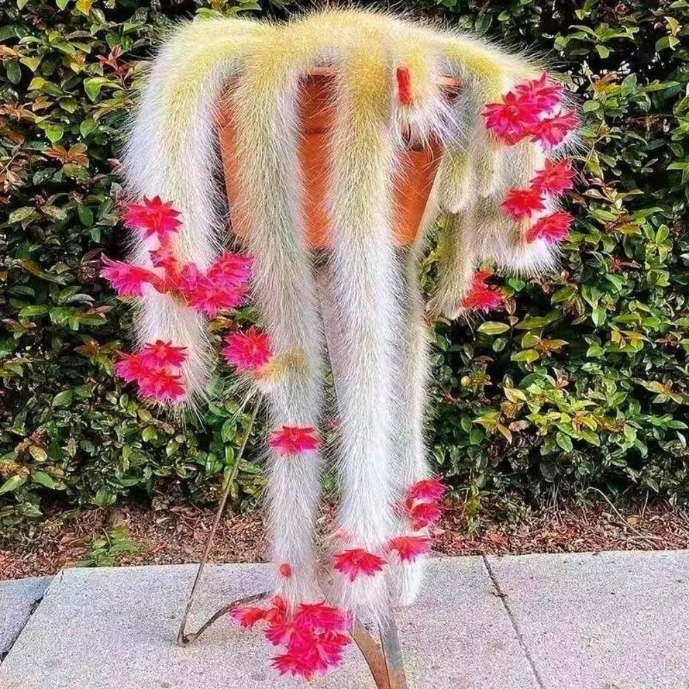 Trailing Monkey Tail Cactus Plant Live, 6 to 8 Inches Tall, Live Succulents Plant for Planting Indoor Oudoor