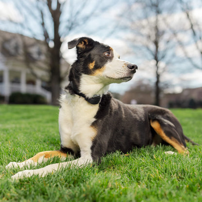 PetSafe 3/4 Replacement Collar Strap with no Holes, for PetSafe Bark, Wireless Fence, In-Ground Fence and Pawz Away Collars, Grey
