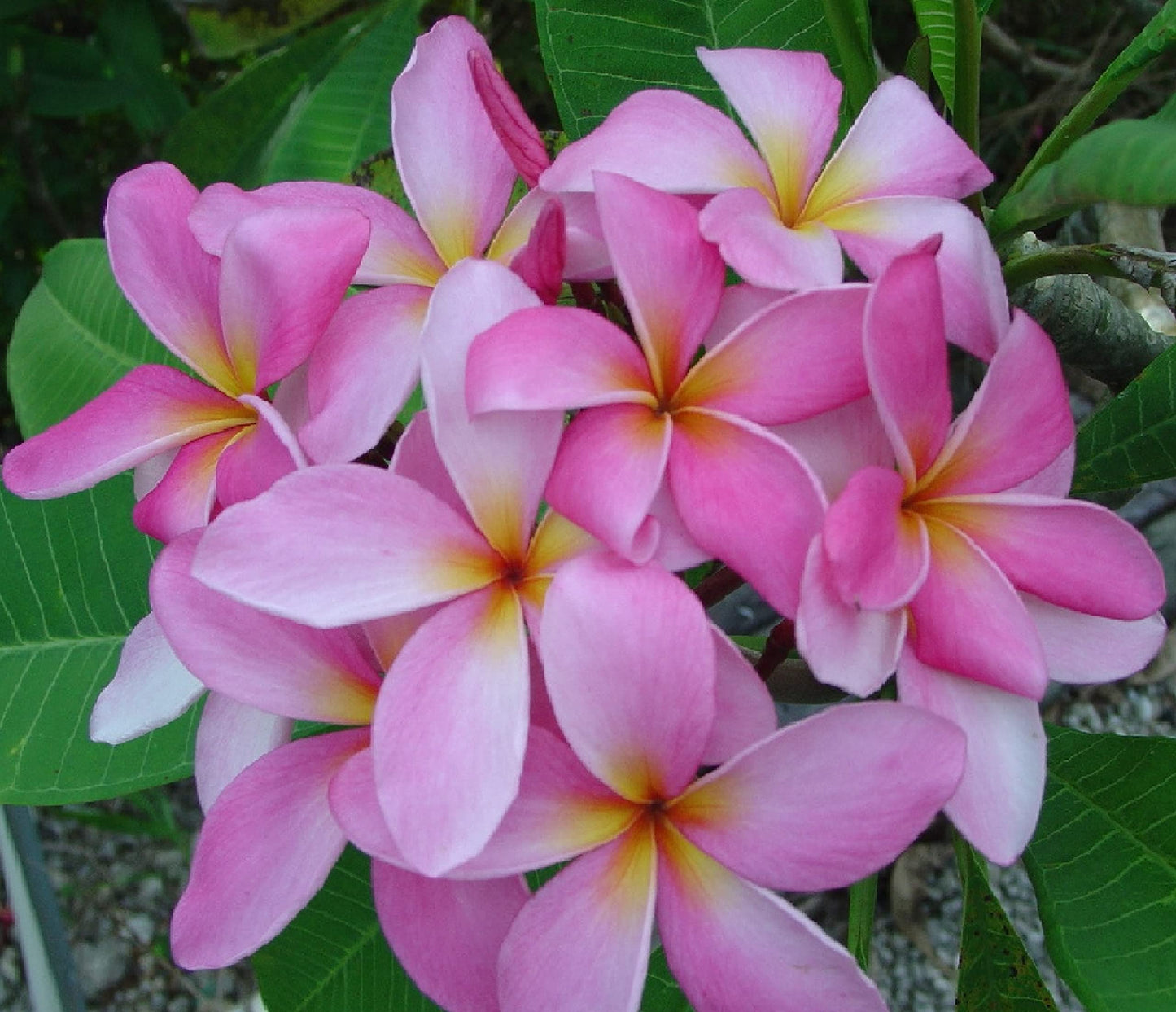 Pink Plumeria Plant Cuttings Live Hawaiian Tropical Plants 9-12 inches Long 1 Pack Discount Hawaiian Gifts