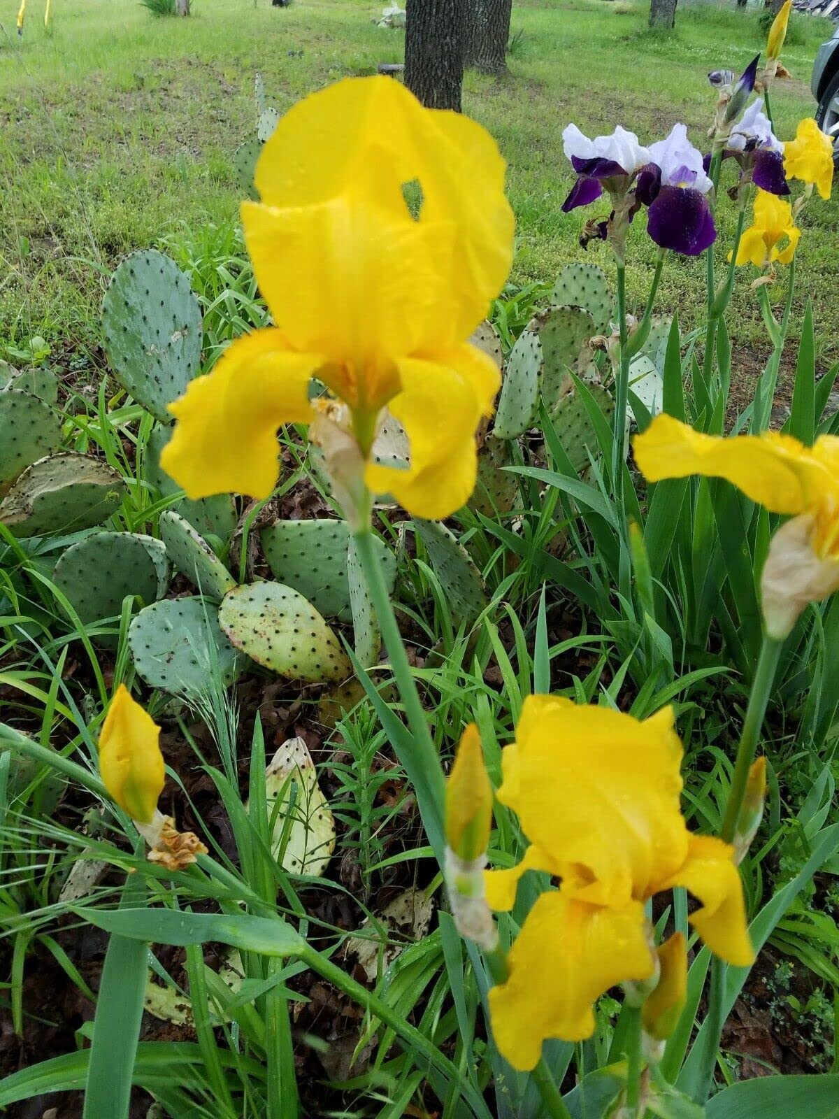 5 Iris Bearded Bulbs Rhizomes Flower | Mixed Colors Bulbs