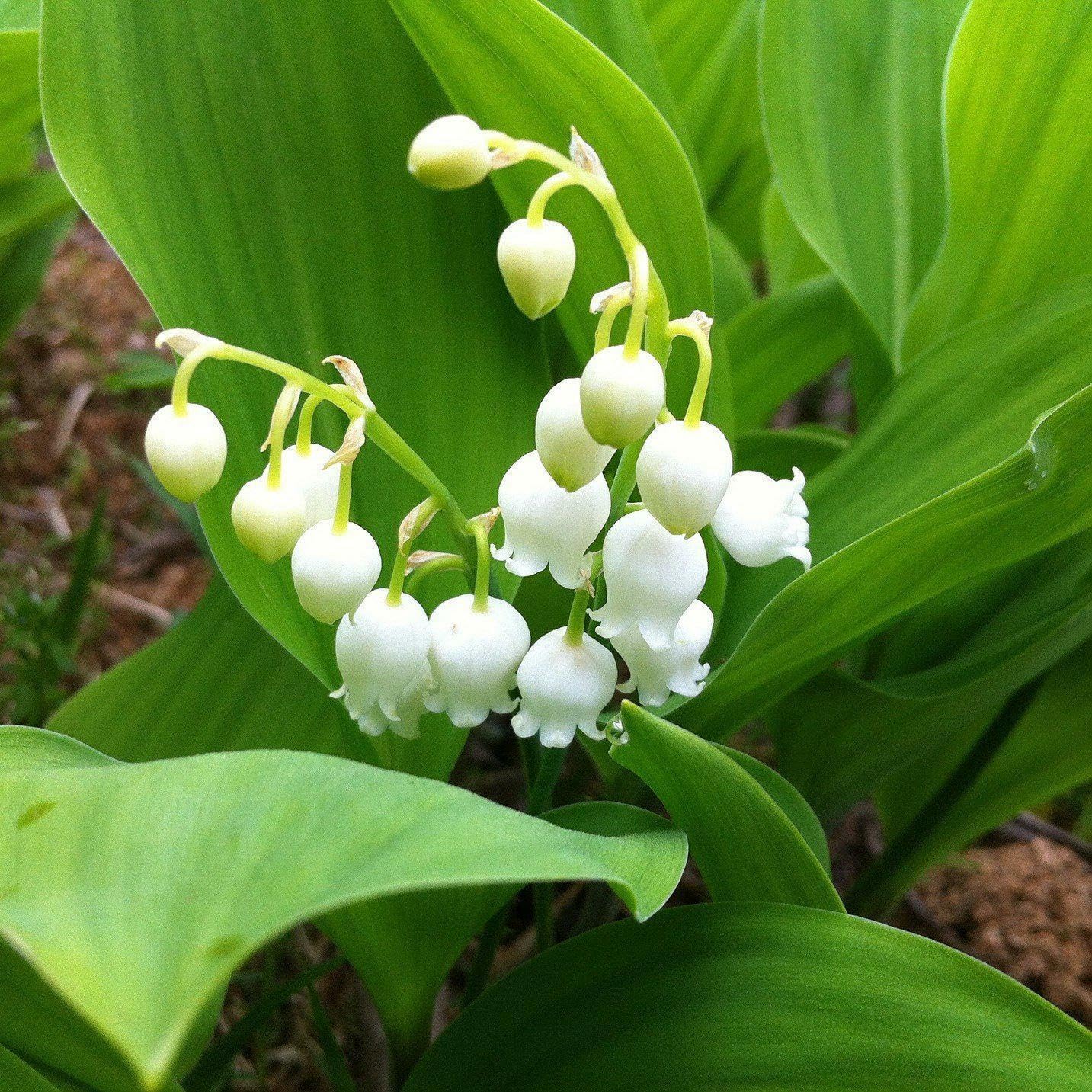 Live Plant - 5 Lily of The Valley Roots/Rhizomes, May Lily, May Bells - Convallaria majalis