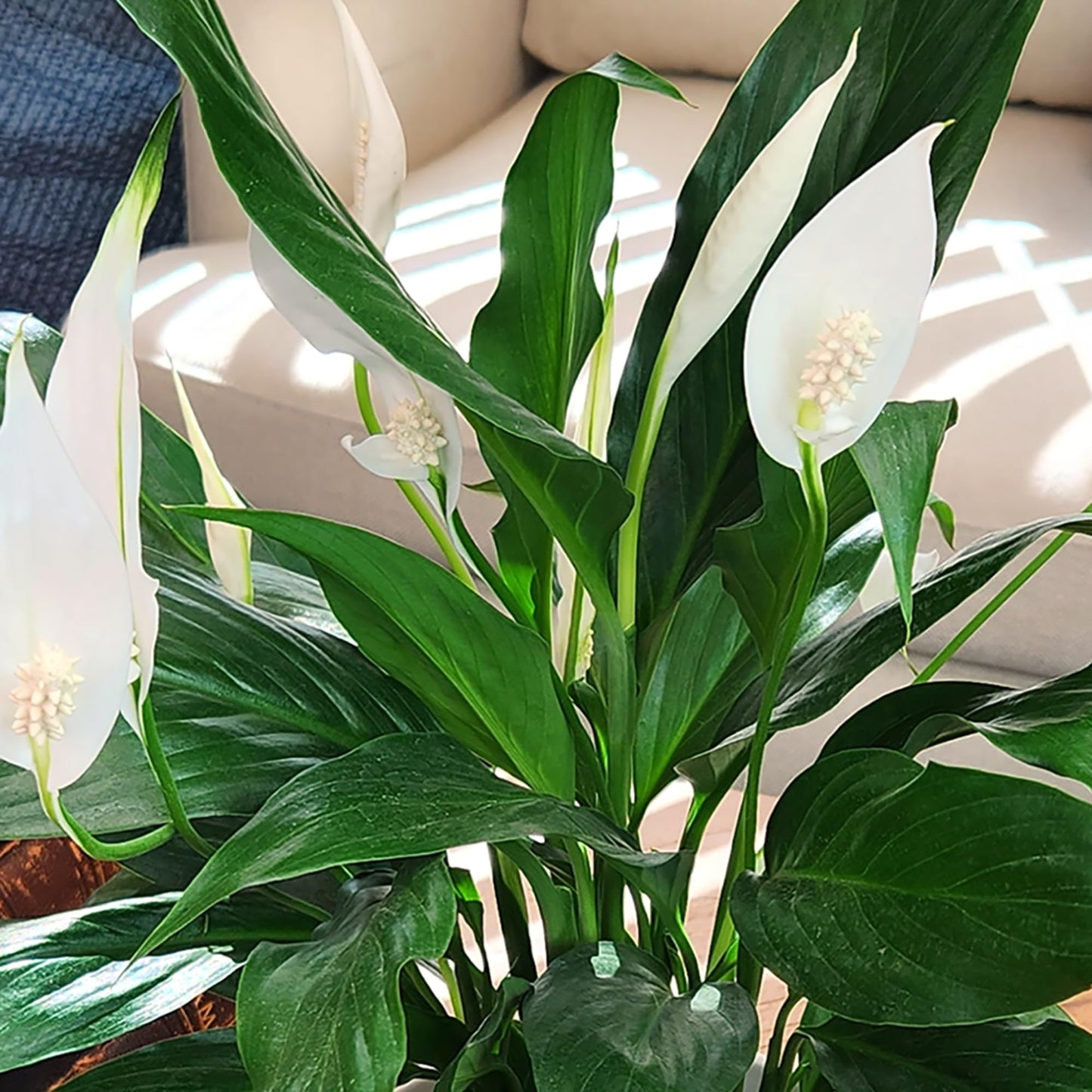 Peace Lily Plant, Houseplant Decor in 6" White Pot, Easy Flowering Gift, Peace Lilies, Indoor Plants, Spathiphyllum Gifts, Office Plants, Decorative Plants & Houseplants by Plants for Pets