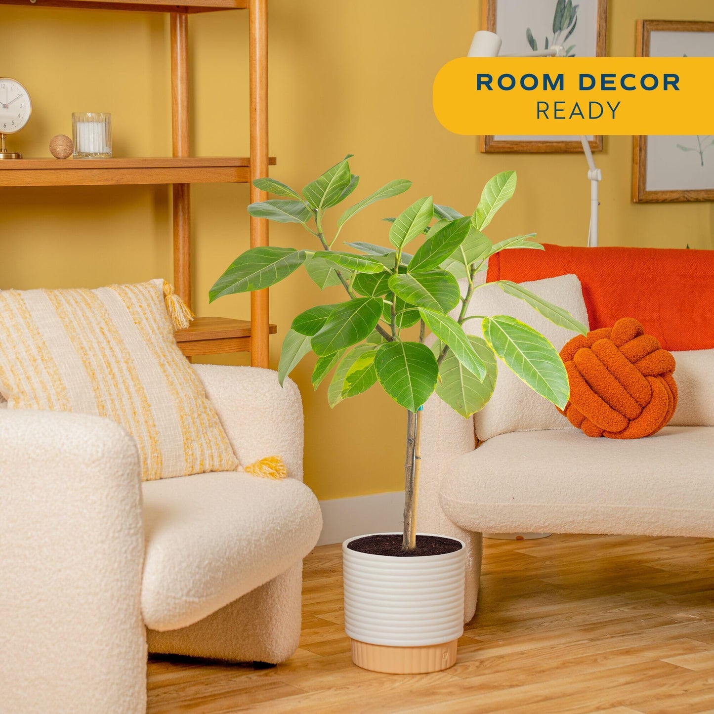 Costa Farms Ficus Audrey Tree Live Plant in Decorative Pot, Large Indoor Houseplant, Perfect for Home, Room, or Office Decor, Great House Warming or Birthday Gift, 2-3 Feet Tall