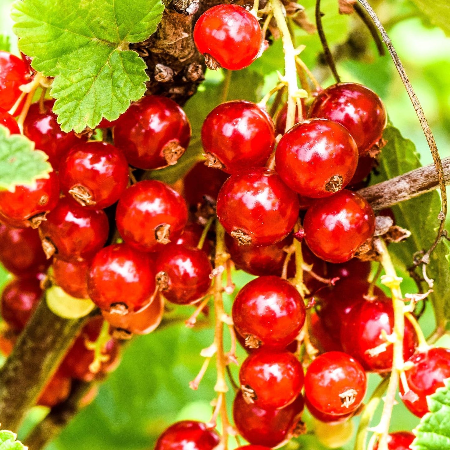 Live Currant Bush Plant Fast Growing, Ready Bear Fruit Within 1 Year - No NC, WV, NH, 6-14" Tall, Great for Backyard or Orchard Growing, Currant Plant (Red)