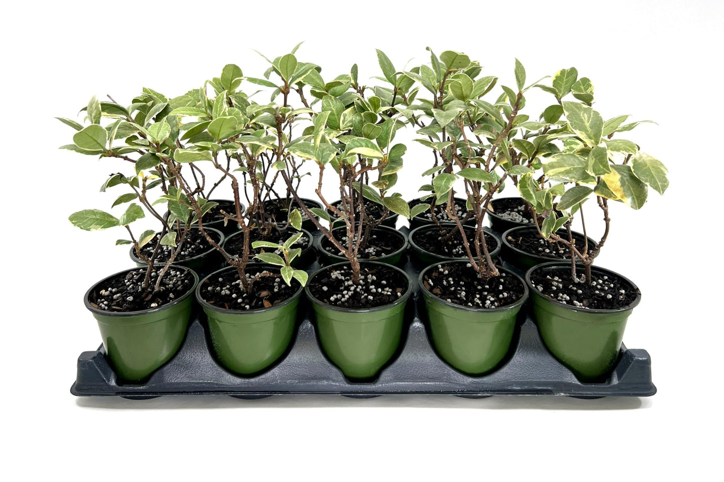 Variegated Confederate Jasmine | 3 Live 4 Inch Pots | Trachelospermum asiaticum Variegatum | Evergreen Vining Plants | Fast Growing Groundcover