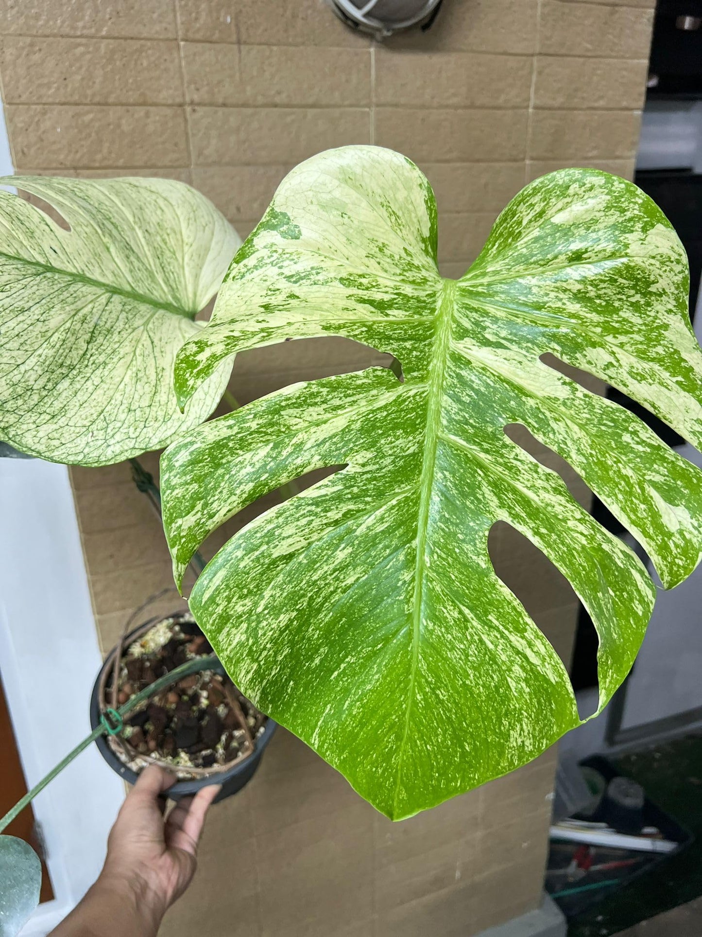 Monstera Deliciosa 'White Monster' Variegated Plant, 1-2 Leaves, Rooted in Moss