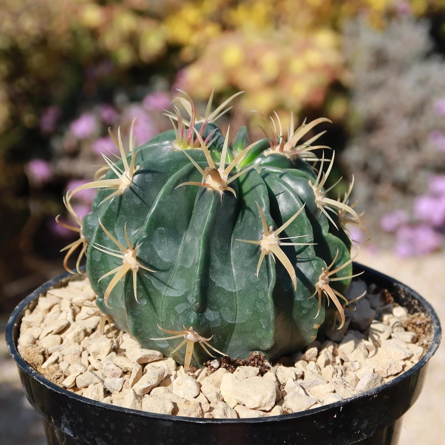 Candy Barrel Cactus (Fercactus Macrodiscus) - Extra Large - Live Plant - Striking Purple-Striped Flowers - Attracts Pollinators