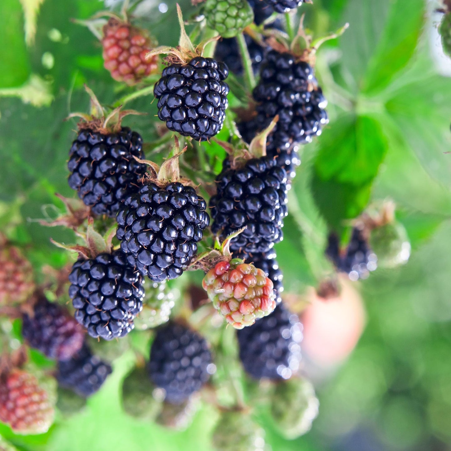 Perfect Plants Apache BlackBerry 3 Gallon | Live Fruit Bush for Gardening | Sweet Edible Berries & Thornless