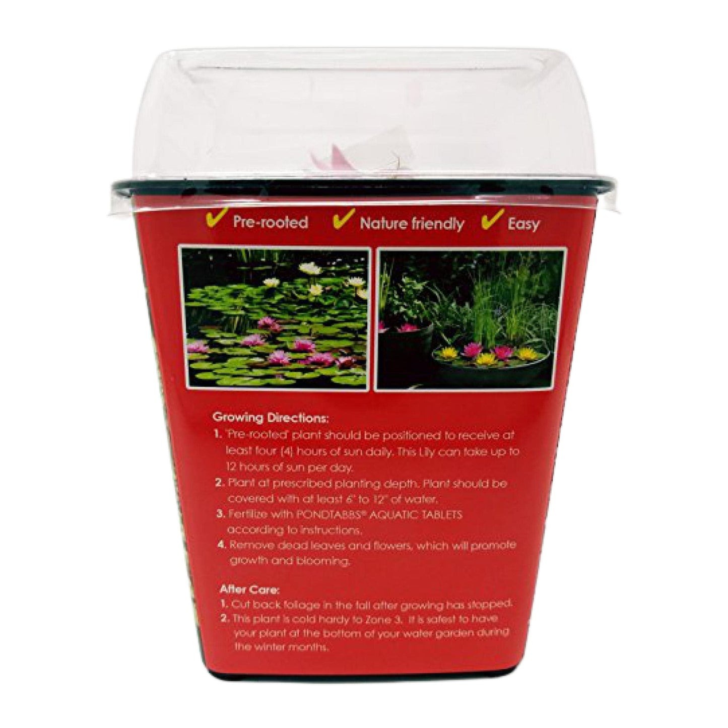 Chalily Water Lily Aquatic Plants Live Lilies Real Small or Big Pond Plant Lilly Ponds Cold Hardy Pads Grow waterlillies Flowering rhizomes Outdoor lilys Waterlily Lillies pre Grown lillys pad RED