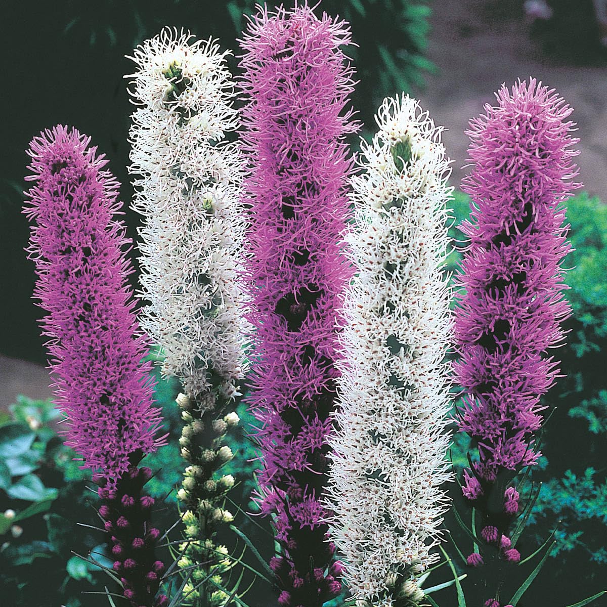 Direct Gardening - Blazing Star Liatris Summer Flowering Perennial Mixture, White and Purple Flowering Dormant Bulbs, 16 per Offer