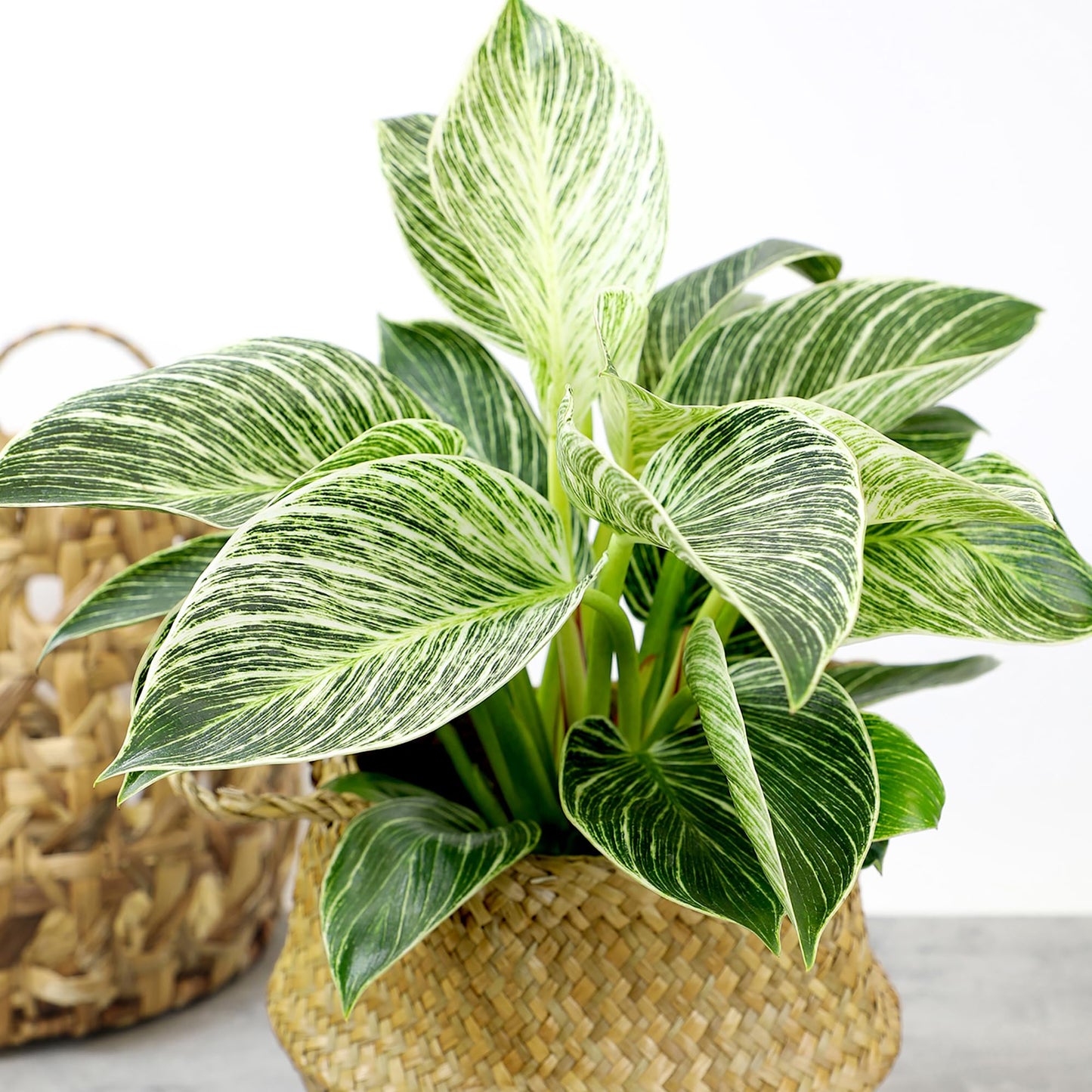 Variegated Philodendron Birkin House Plant Gift & Decor, Powerful Air Purifying Plant, Easy to Grow, Upright Philodendrons, Popular Live Indoor Plants, Includes 6" White Décor Pot, Unique Houseplants