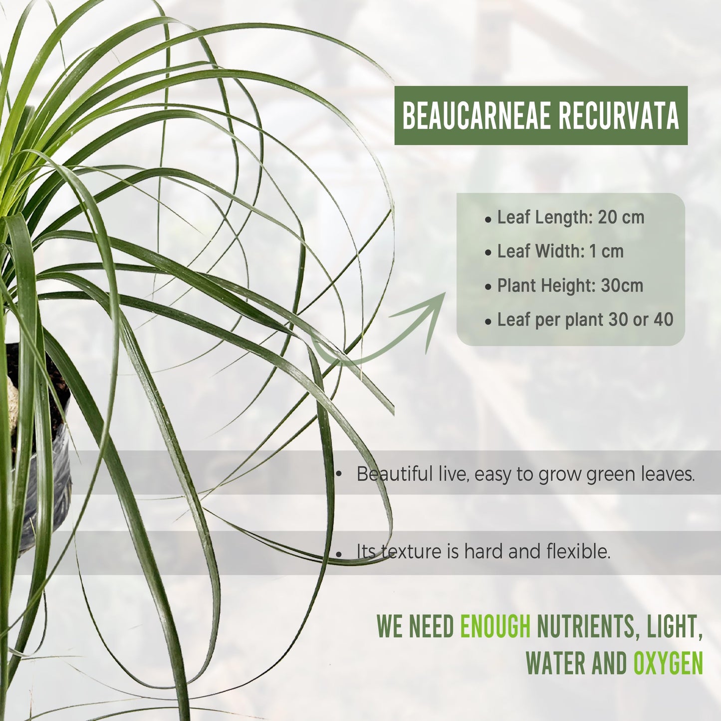 LEAL PLANTS ECUADOR Beaucarnea Recurvata - Ponytail Palm Plant Bonsai | Miniature Elephant Foot Tree | Air-Purifying Indoor Plant for Home & Office | Low-Maintenance Houseplant