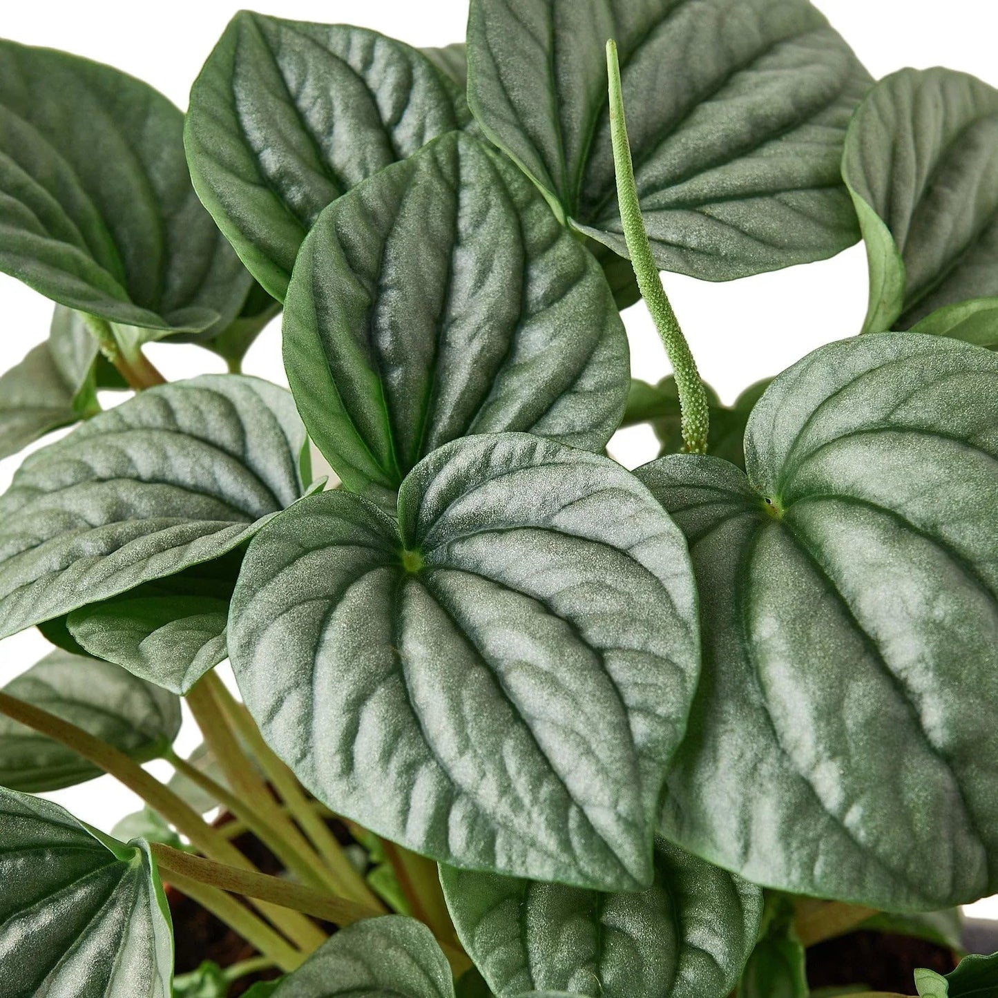 Peperomia 'Frost' | Live Plant for Indoor & Outdoor | for Living Room, Office, Bathroom | (4" Pot)