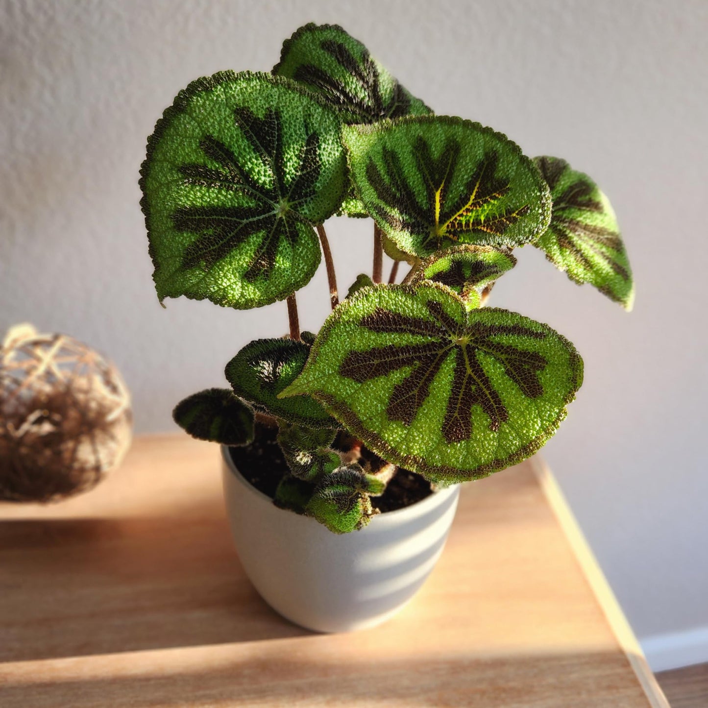 Begonia Masoniana Rock, Live Houseplant Decor in 6" White Pot, Textured Leaves, Easy Botanical Gift, Iron Cross Houseplants, Desk Decor & Gifts, Office Plants & Decorative Plants by Plants for Pets
