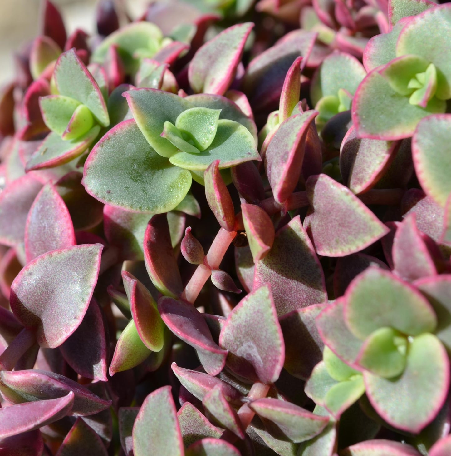 Altman Plants Variegated Succulent Plant Collection (4PK) Mini Succulents, Colorful Succulent Plants, Live Succulents, Multicolor Succulents, Variegated Live Plants & House Plants in 2.5" Pots
