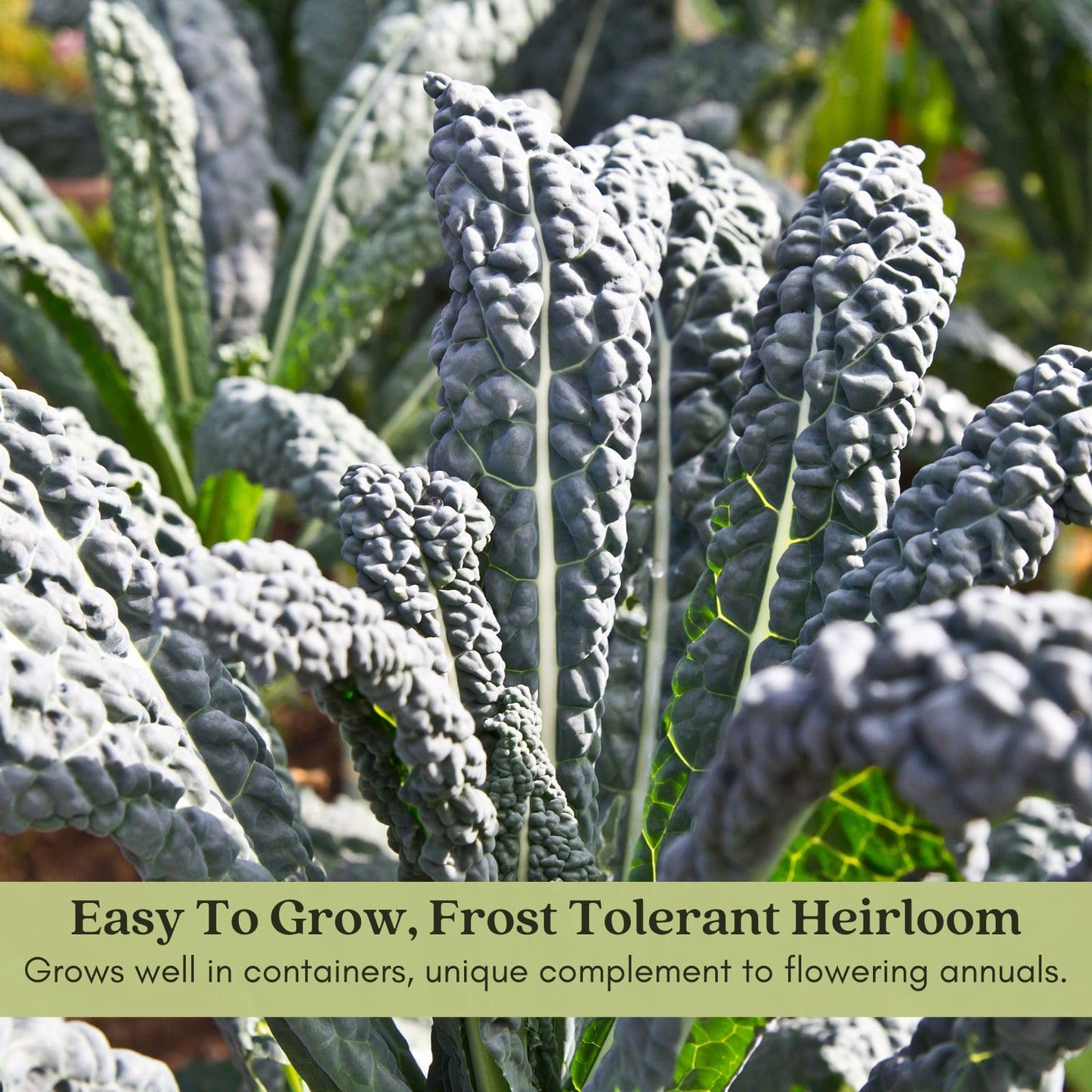 Clovers Garden Dinosaur Kale Plants - Two (2) Live Plants – Non-GMO - Not Seeds - Each 4" to 8" Tall – in 4" Inch Pots - Heirloom, Frost Tolerant