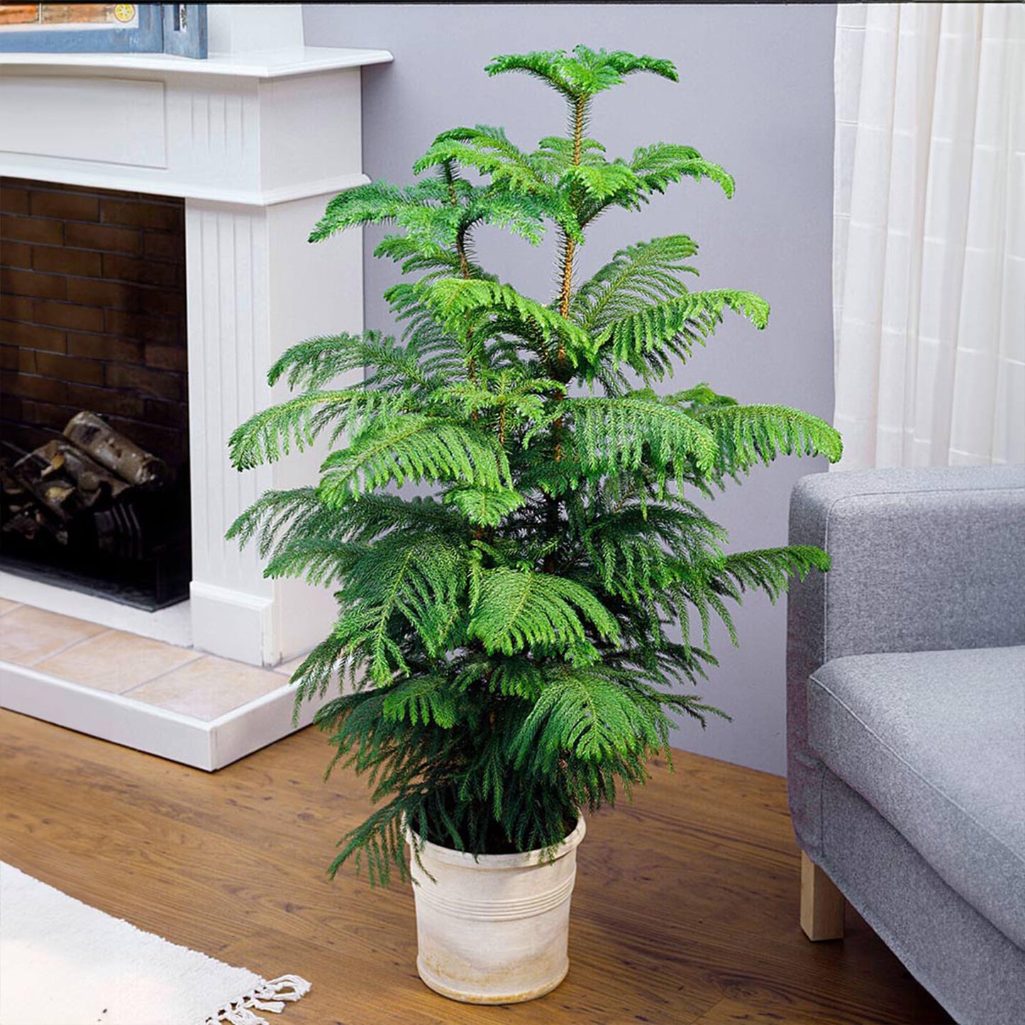 Brighter Blooms - Norfolk Island Pine Tree, 2-3 ft. - No Shipping to AK, AZ, HI