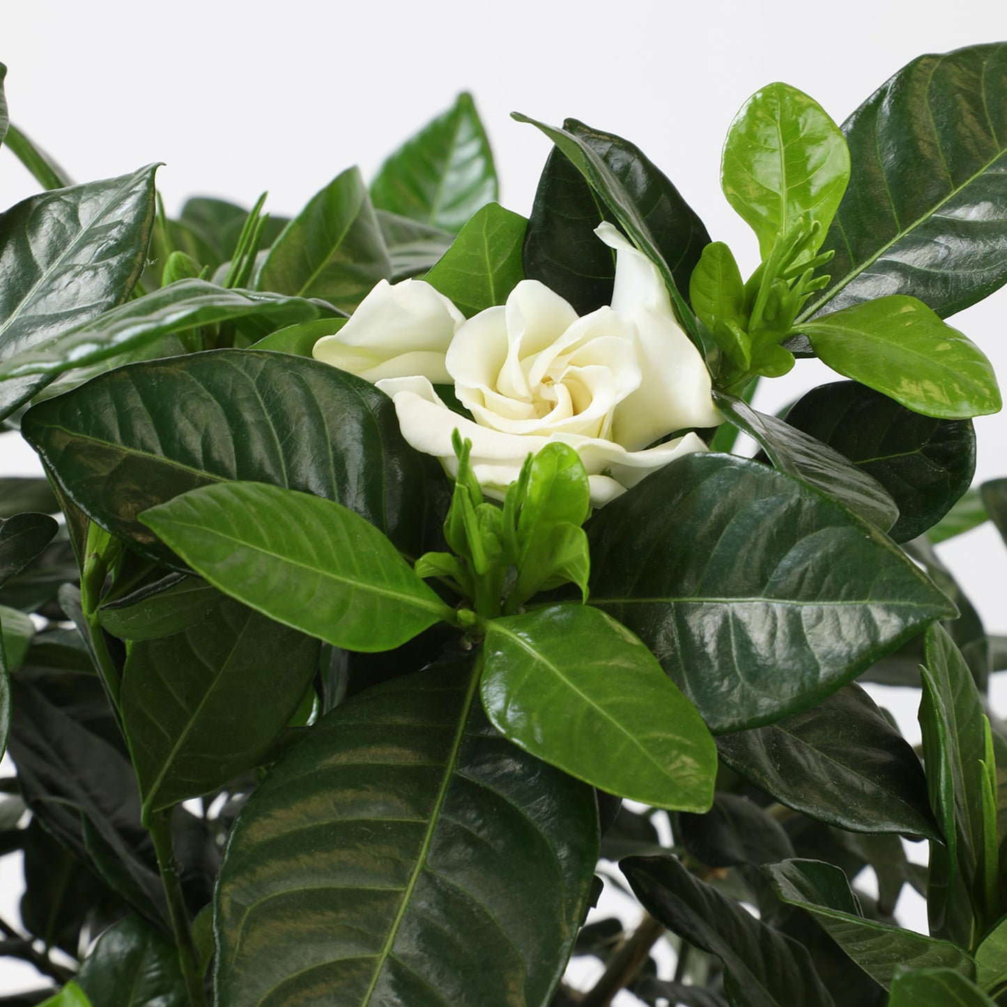 Gardenia Plant (1G), Cape Jasmine Plant Outdoor Plants, Fresh Flowers for Delivery Prime, Live Plants Indoor Plants Live Houseplants, Gardenia Plants Live House Plants Indoors Live by Plants for Pets