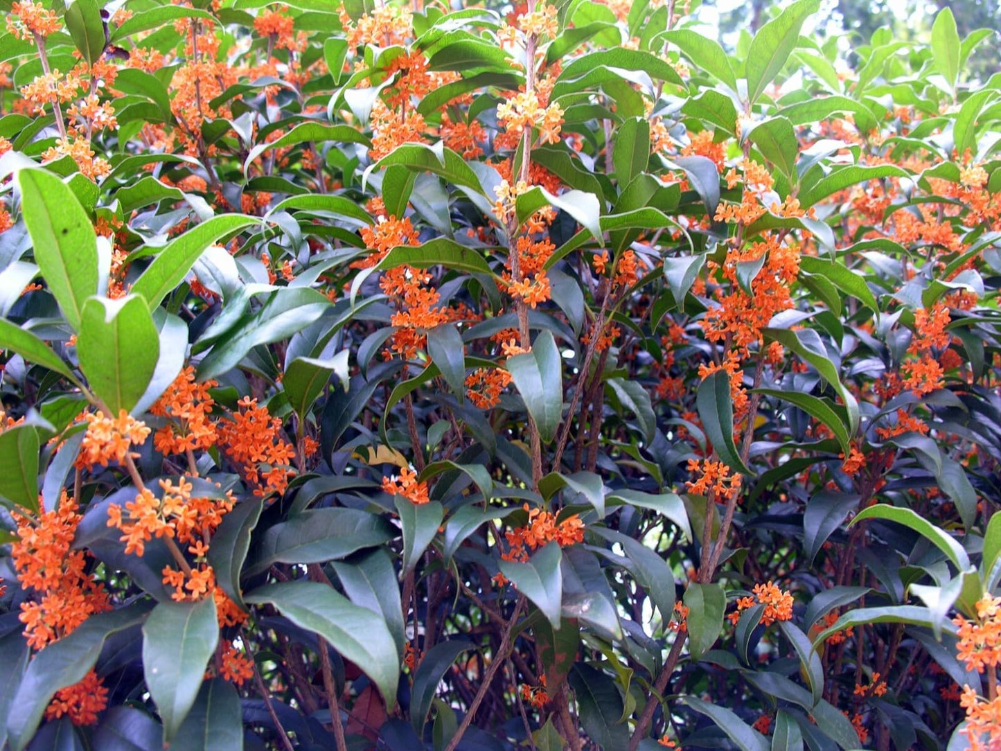 Live Plant - Apricot Echo Fragrant Tea Sweet Olive Osmanthus fragrans Rooted Starter Plant