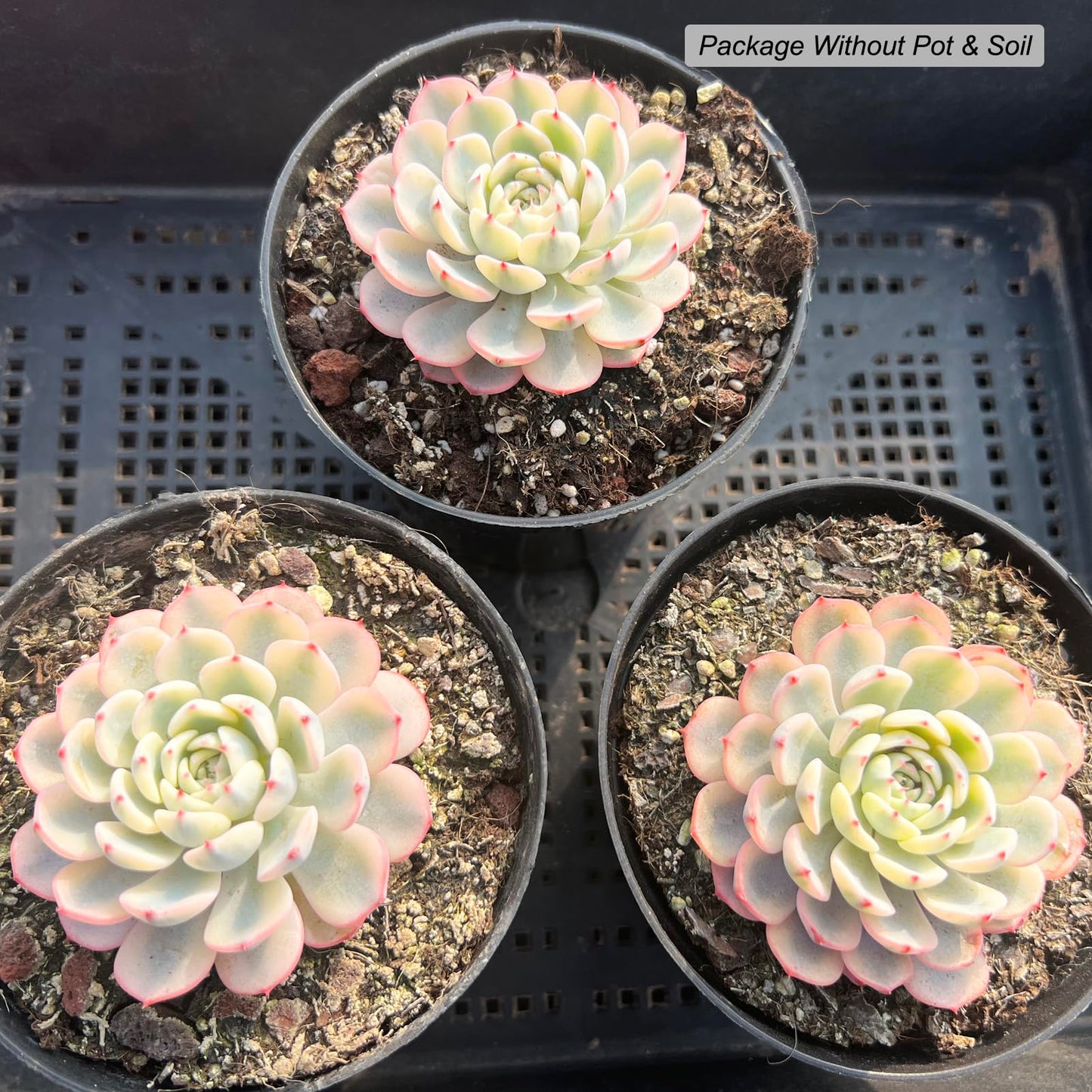Echeveria Minima Rare Live Succulent Plants, Variegated 1 Head Pot Size 2.5" Orange Live Plant, Excludes Pot & Soil, Garden Indoor Office Desk, Party Baby Shower Decor, Gift for Plant Enthusiasts