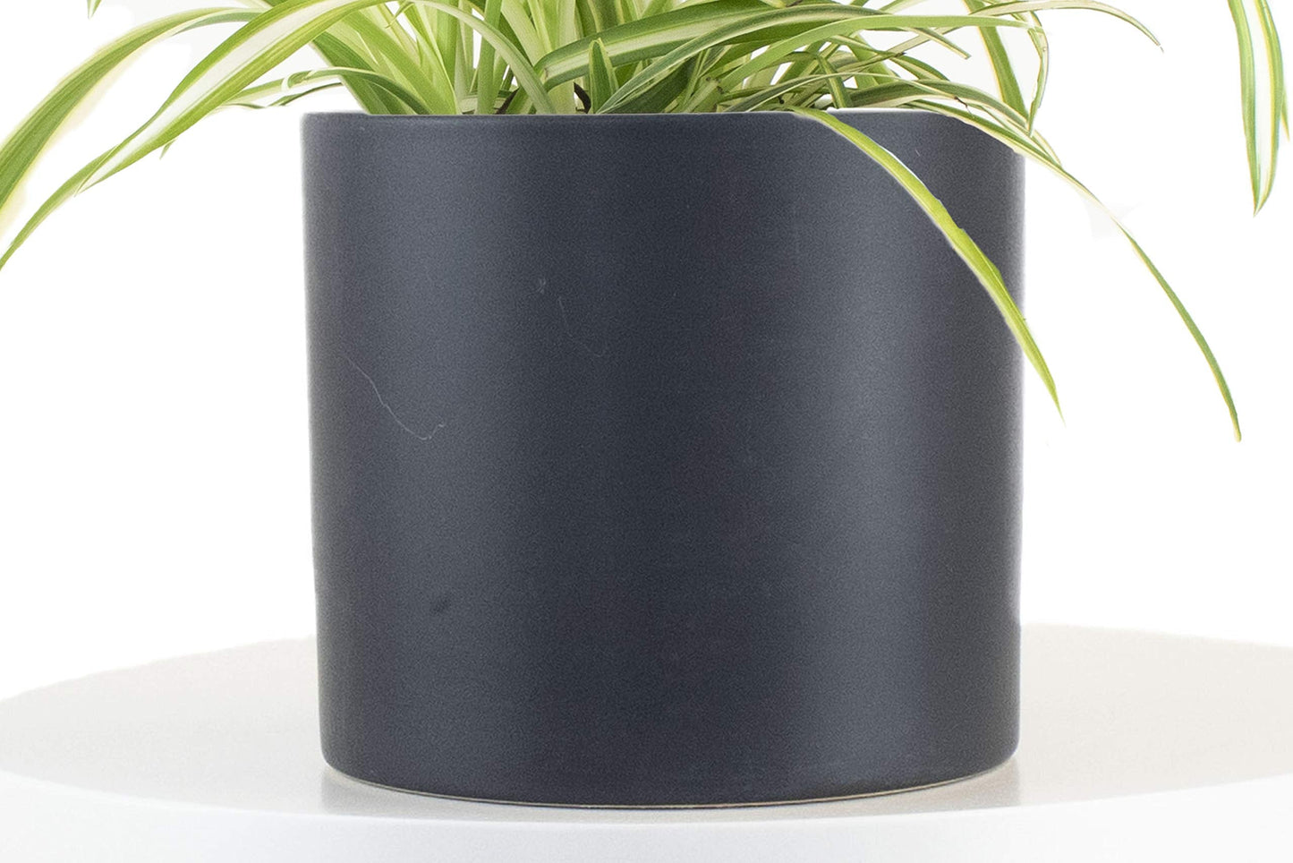 Leaf & Linen | Modern Collection 6" Ceramic Pot, Live Indoor/Outdoor Air Houseplant and Office Décor, Bonnie Spider' Chlorophytum Comosum, Black