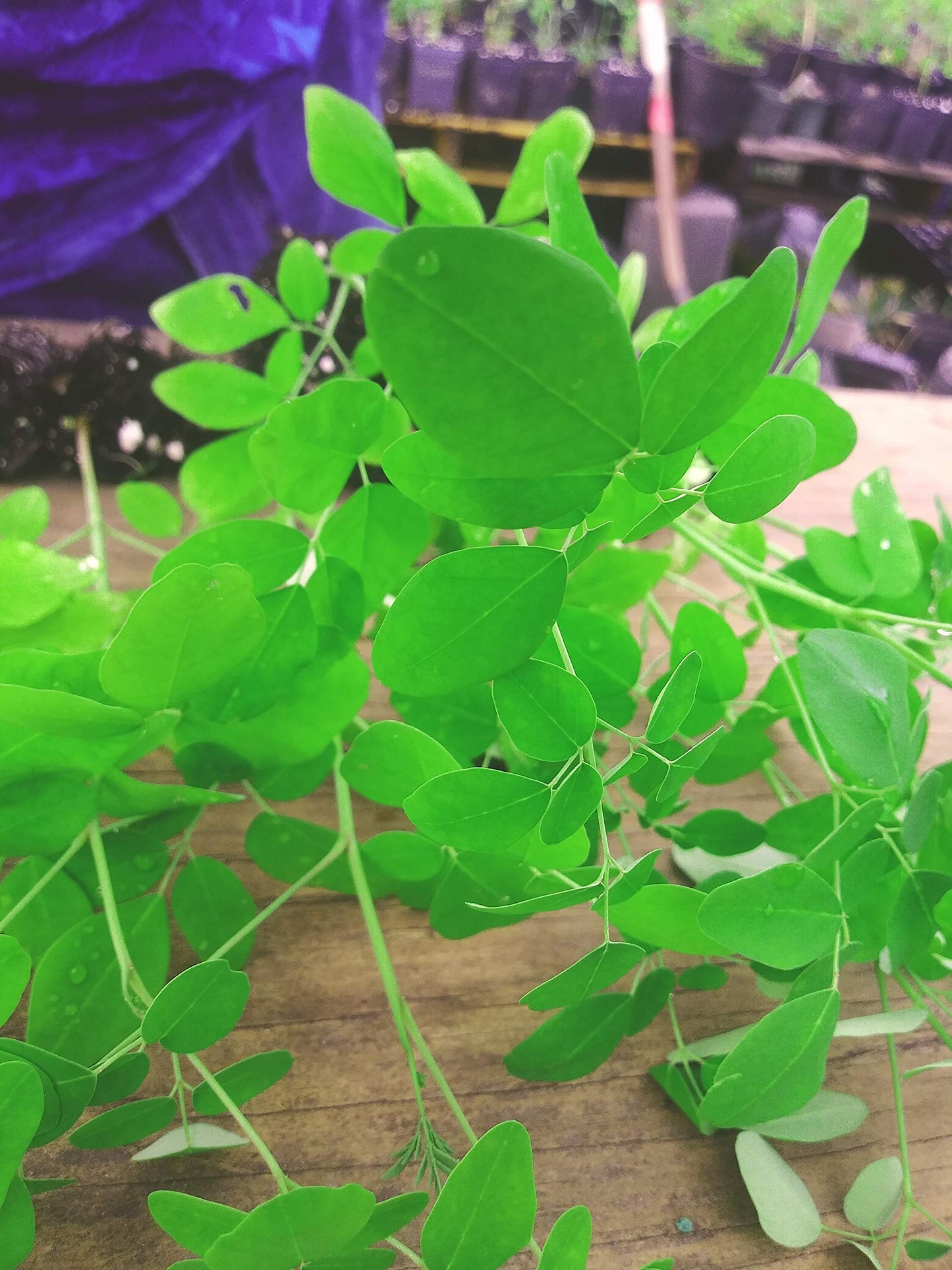10 Live Plants Moringa oleifera Live Plant Size up to 10" to 15" 00