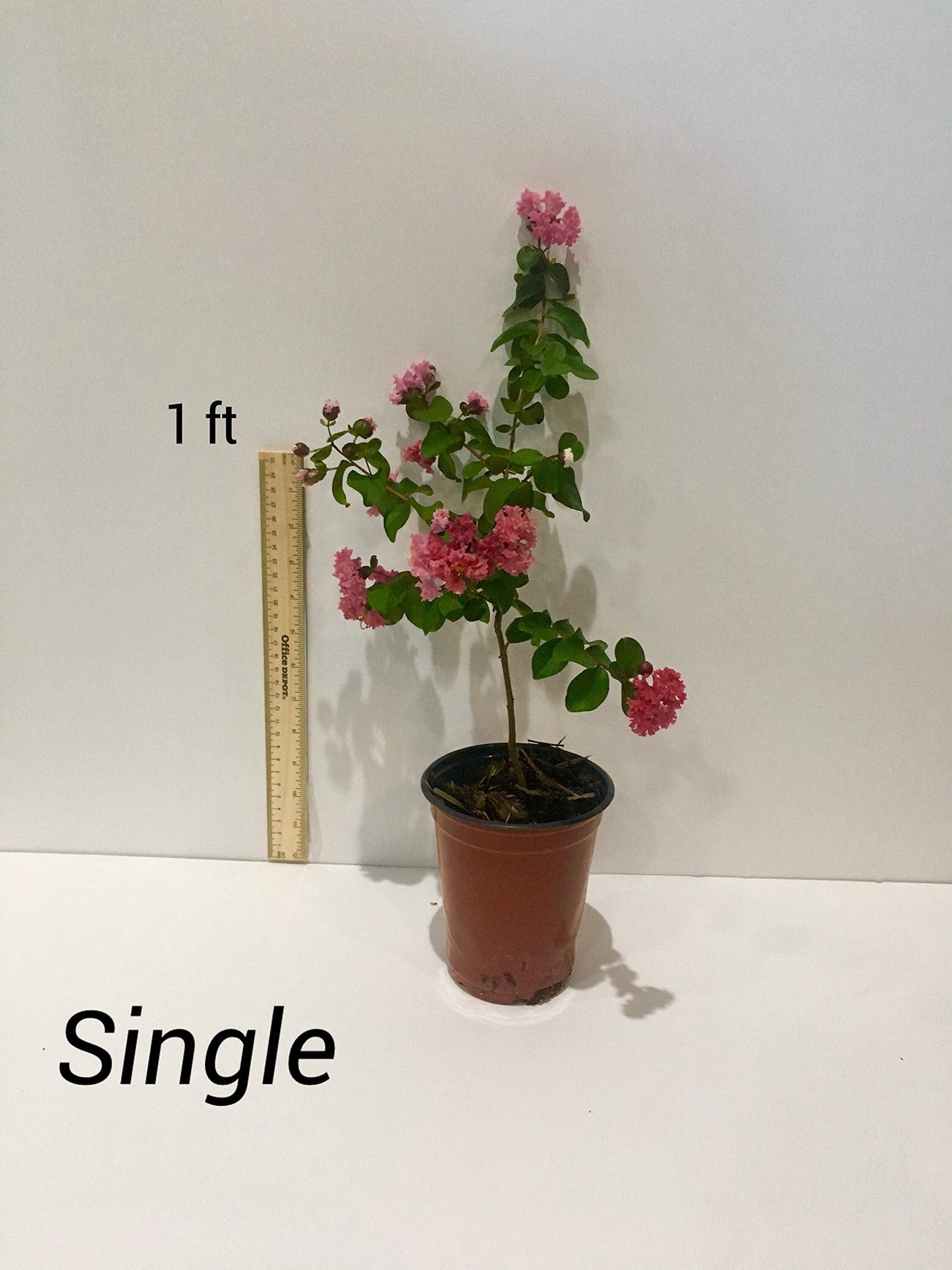 Sioux Crepe Myrtle Trees - Pink Blooms - Quart Containers - FIBROUS Root System - Grown by Crape Myrtle Guy - Live Plants - 1 Foot Tall (9)