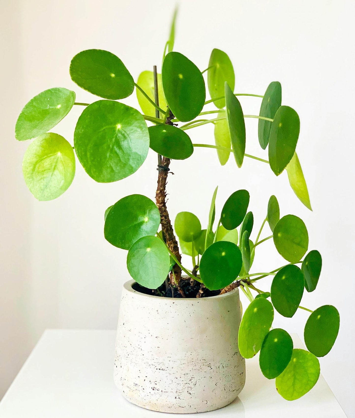 ragnaroc Chinese Money Plant Live – Chinese Money Tree – Pilea Peperomioides – 2” Plug Starter Plant – Easy Care Indoor House Plant – Unique Round Leaf Indoor Plant for Home & Office Decor