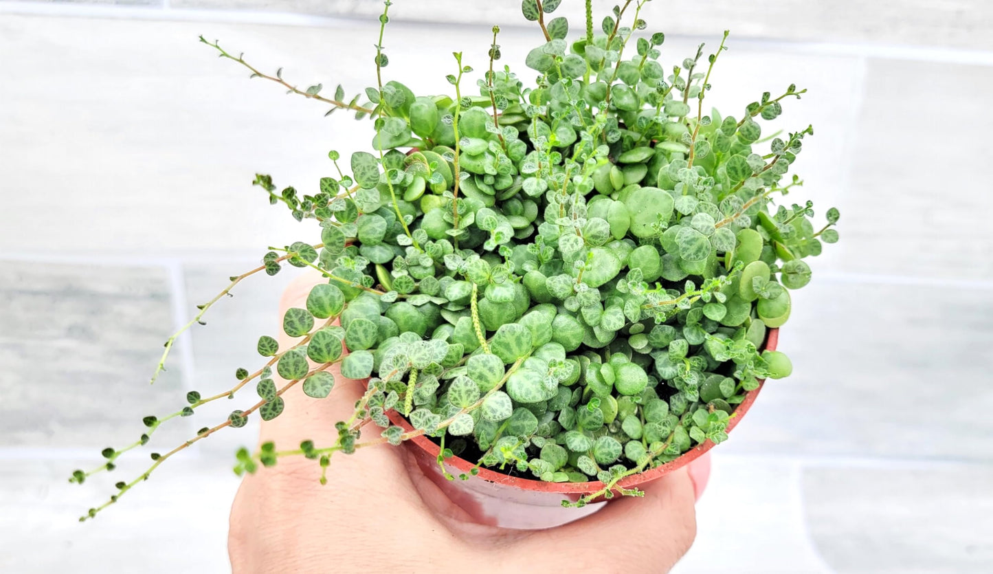 String of Turtles Peperomia Prostrata Plants Live Houseplants, Rare Indoor Plants, Fully Rooted Live Indoor Plants in 4-Inch Pot by 3exoticgreen