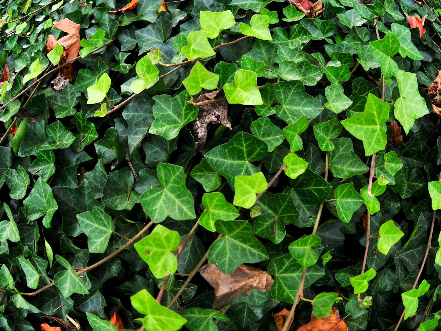Greenwood Nursery: Live Ground-Cover Plants - English Ivy + Hedera Helix - [Qty: 25 Bare Roots] - (Click for Other Available Plants/Quantities)