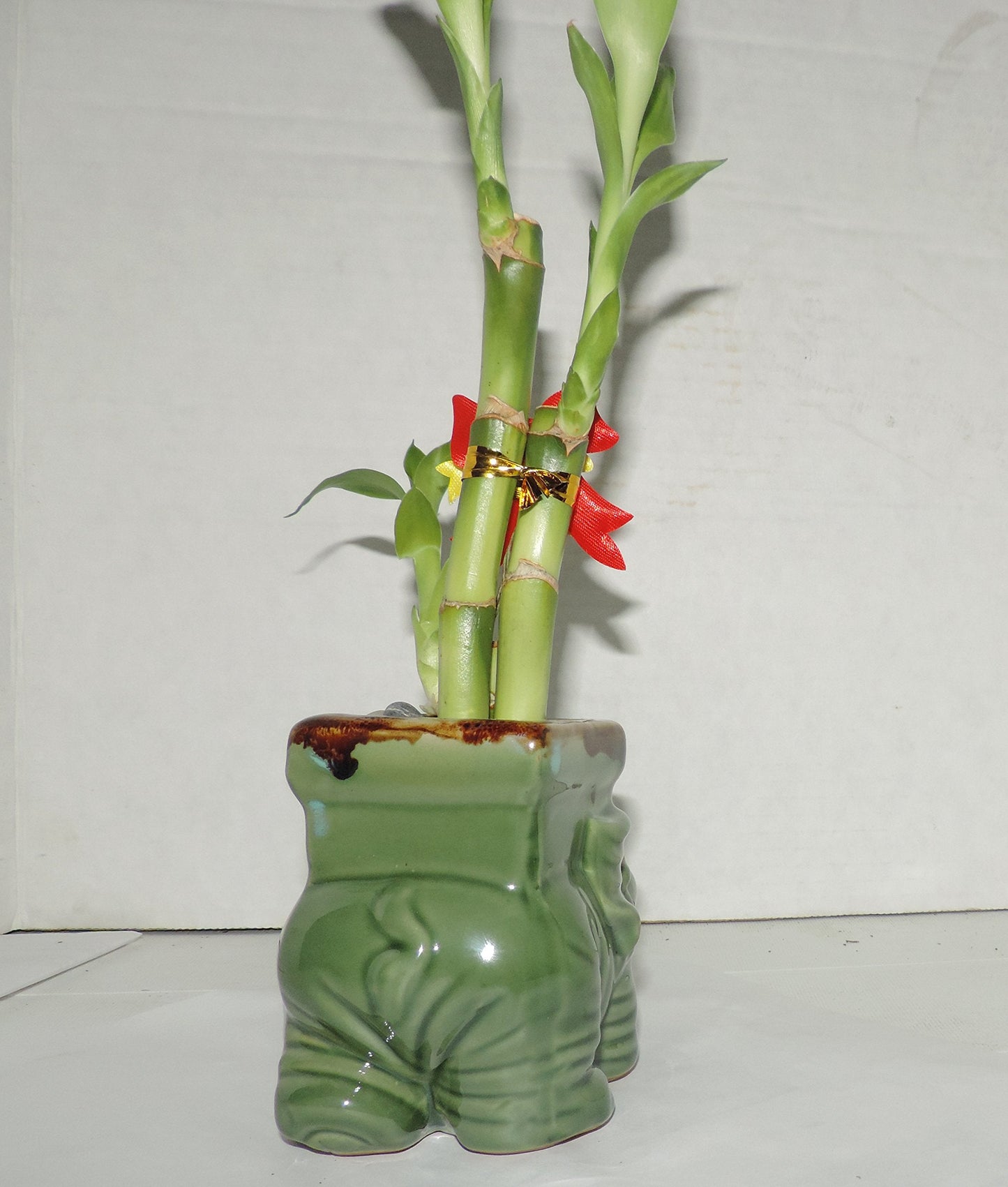JMBAMBOO- Live 3 Style Lucky Bamboo Plant Arrangement with Ceramic elephant Vase