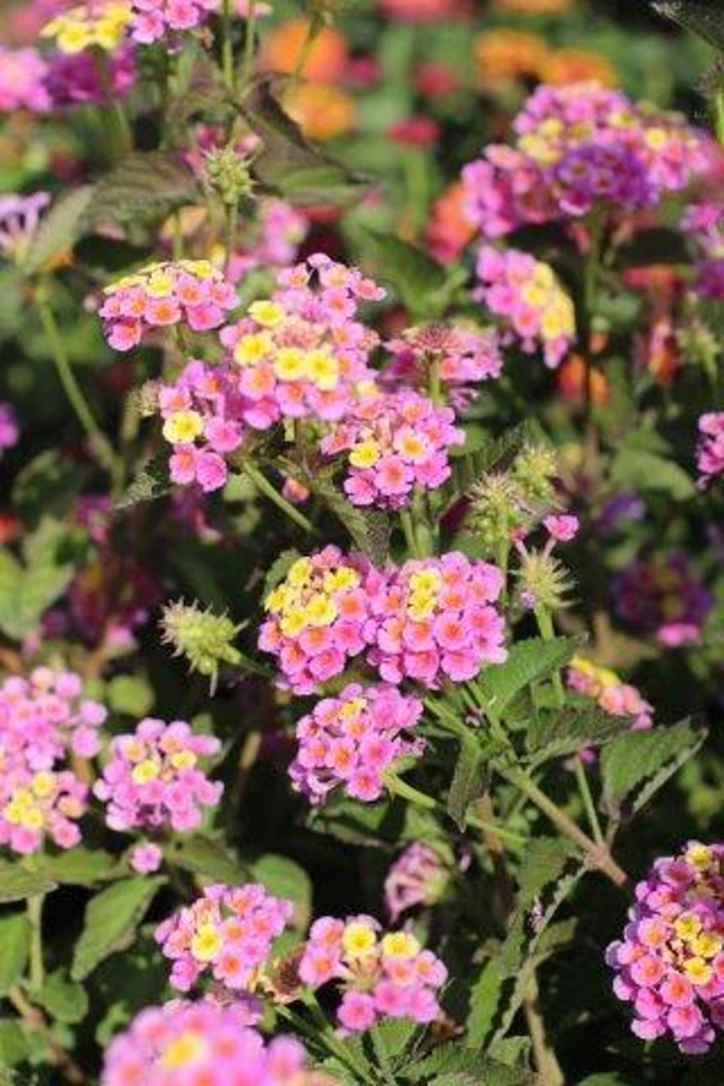 Lantana Plants Live - Pink Caprice Pack of 3 Lantana Live Plants for Planting - 4-6 Inches Tall - Attracts Butterflies, Perfect for Containers, Low Maintenance