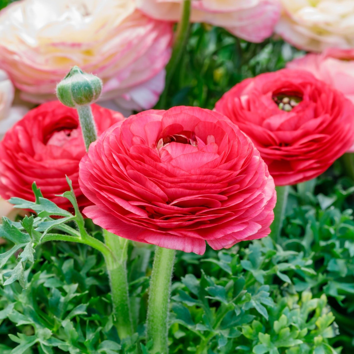 Easy to Grow Ranunculus Tecolote Rose 10 Flower Bulbs - Spring Rose-Pink Blooms in Sun, Carlsbad Flower Fields, Great for Cutting