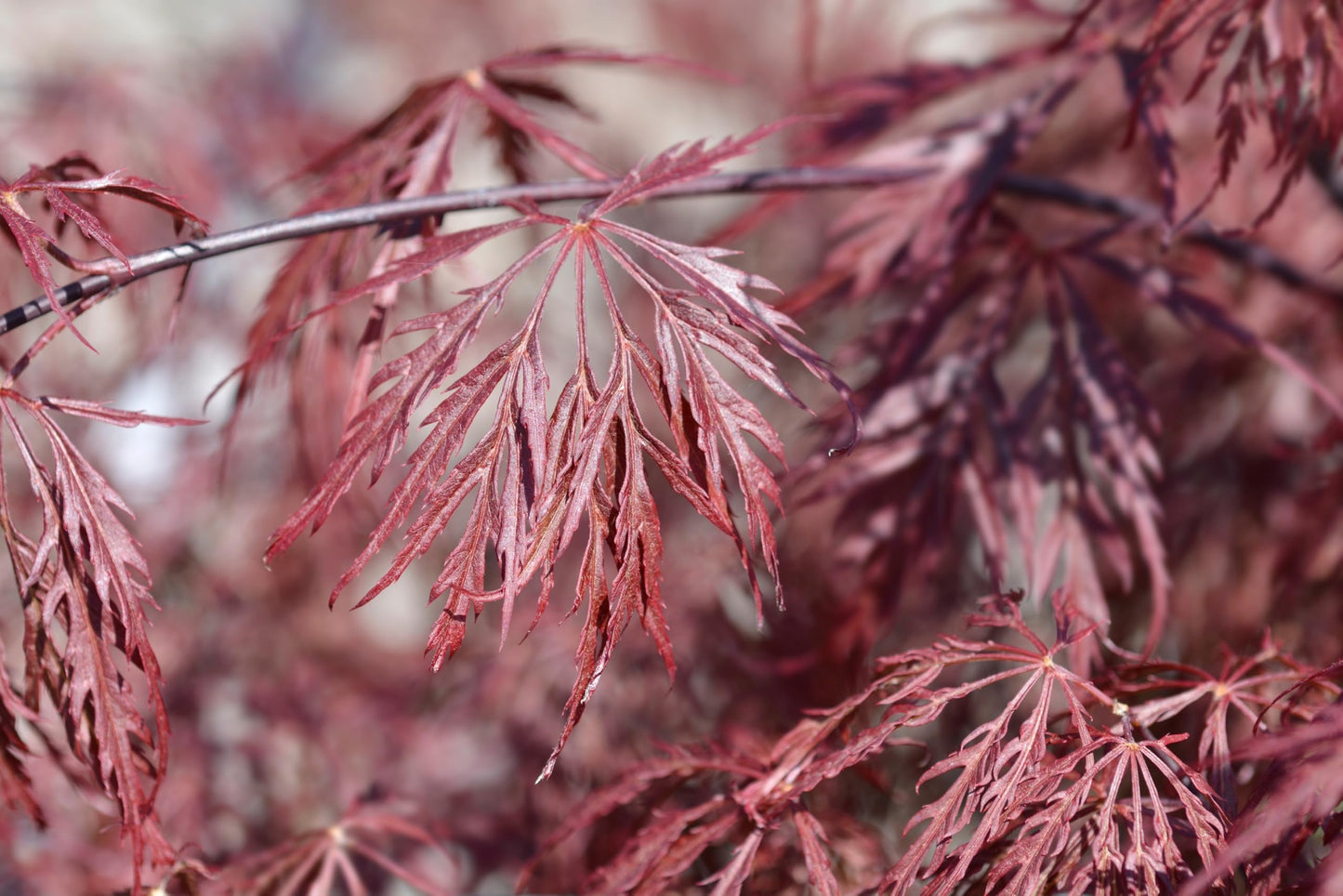 10 INABA SHIDARE Maple Weeping Red Laceleaf Japanese Acer Palmatum Dissectum Tree Seeds