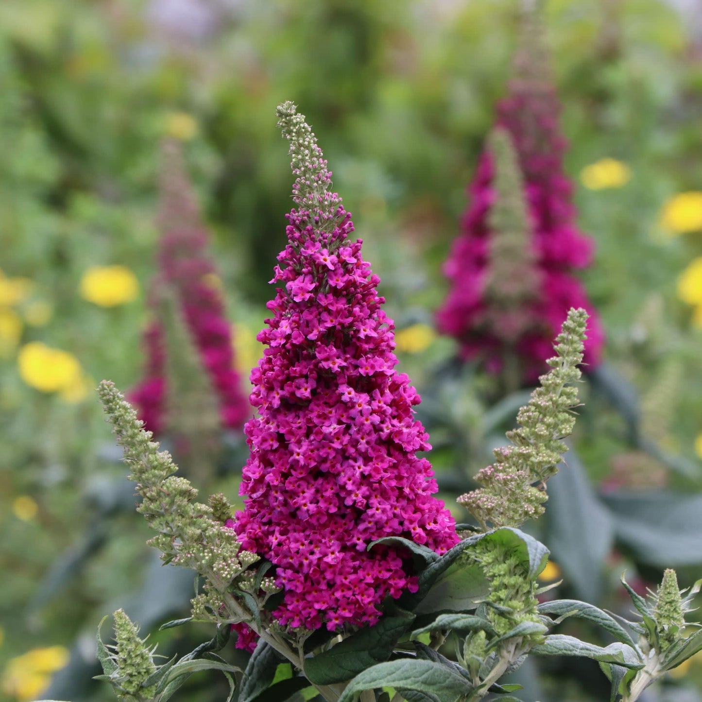 Proven Winners Pugster Pico Punch Butterfly Bush (Buddleia x) Live Plant, 4.5" Qt, 4 Pack