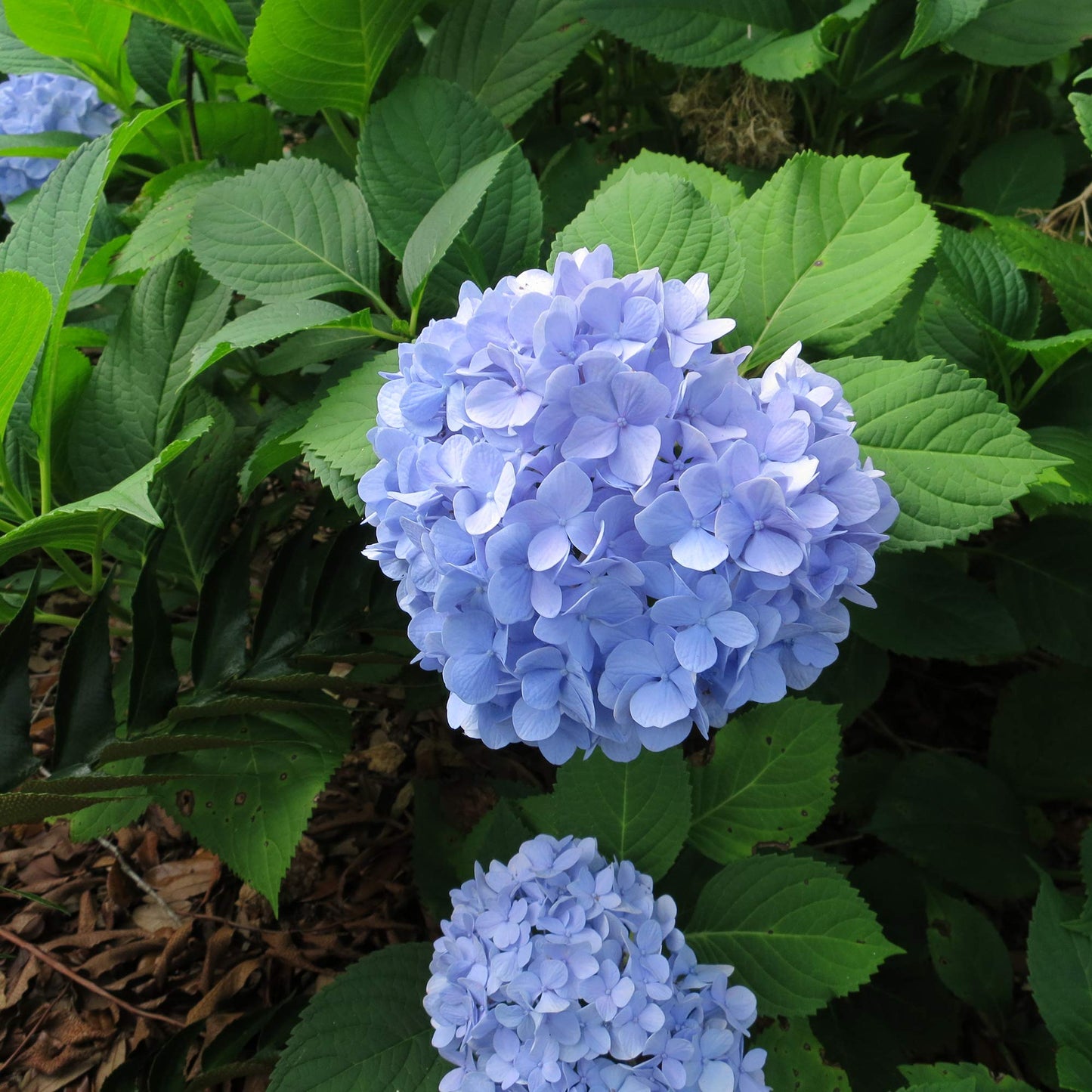 PERFECT PLANTS Penny Mac Hydrangea Live Plant, Includes Care Guide