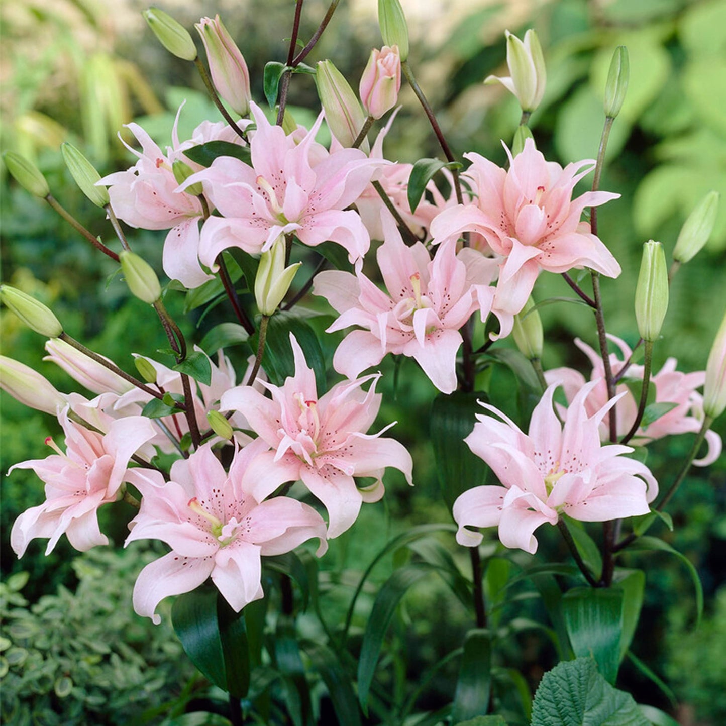 Garden State Bulb Double Elodie Light Pink Asiatic Lily Flower Bulbs, 14/16cm, Spring Planting (Bag of 10)