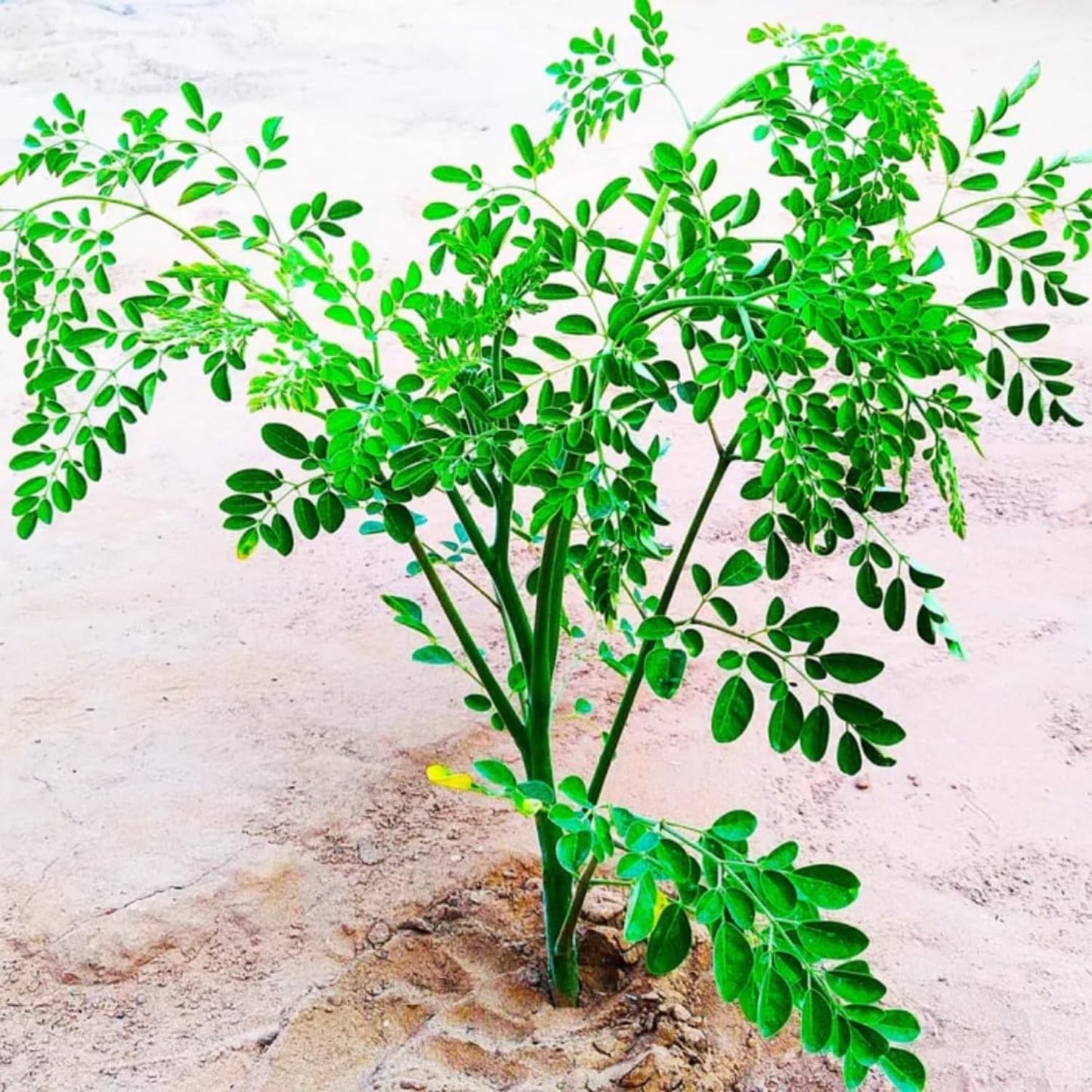 Moringa Tree Live Plant, Moringa Oleifera Plant 6-10'' Tall, 4'' Potted Plant Ready to Grow Outdoor